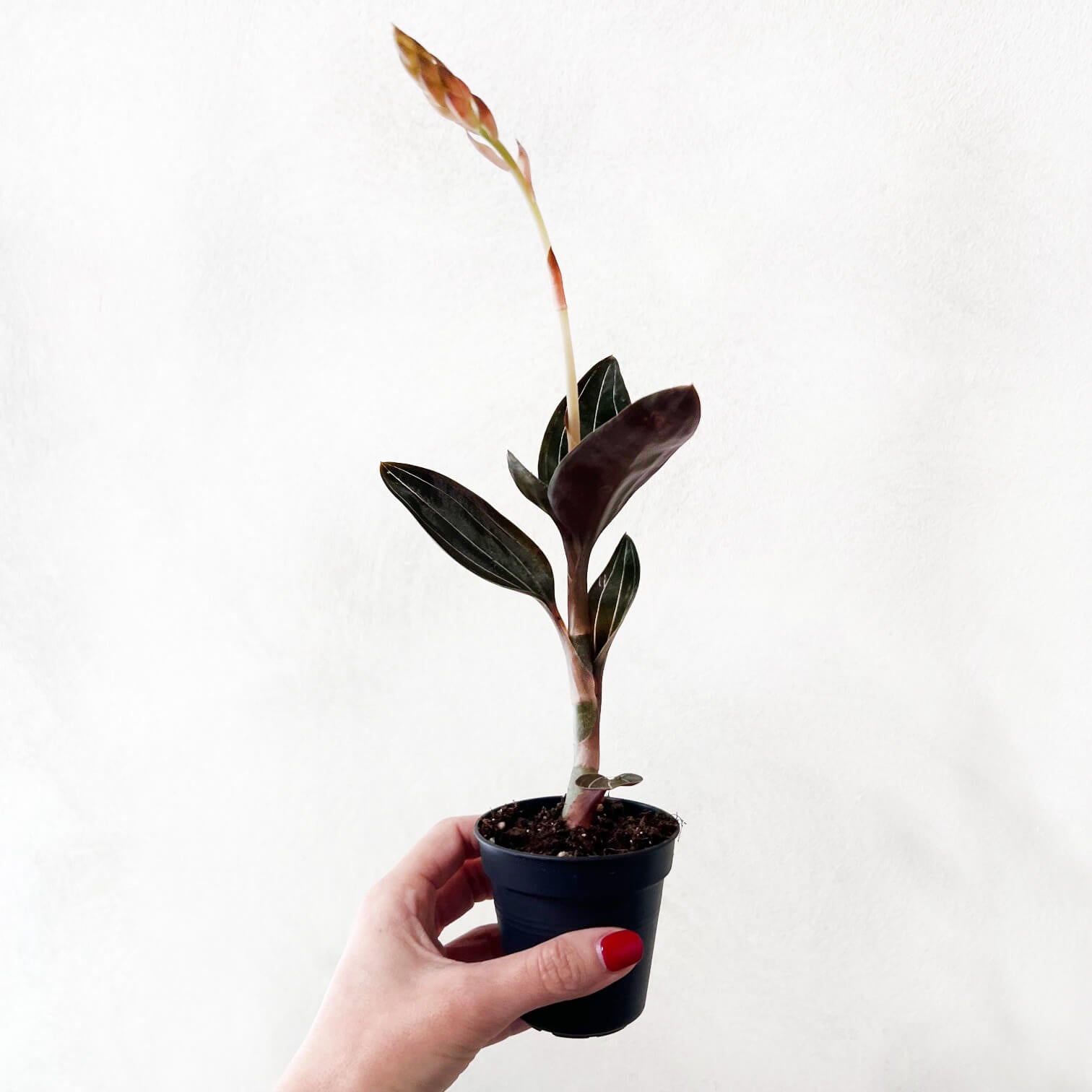 Ludisia Discolor