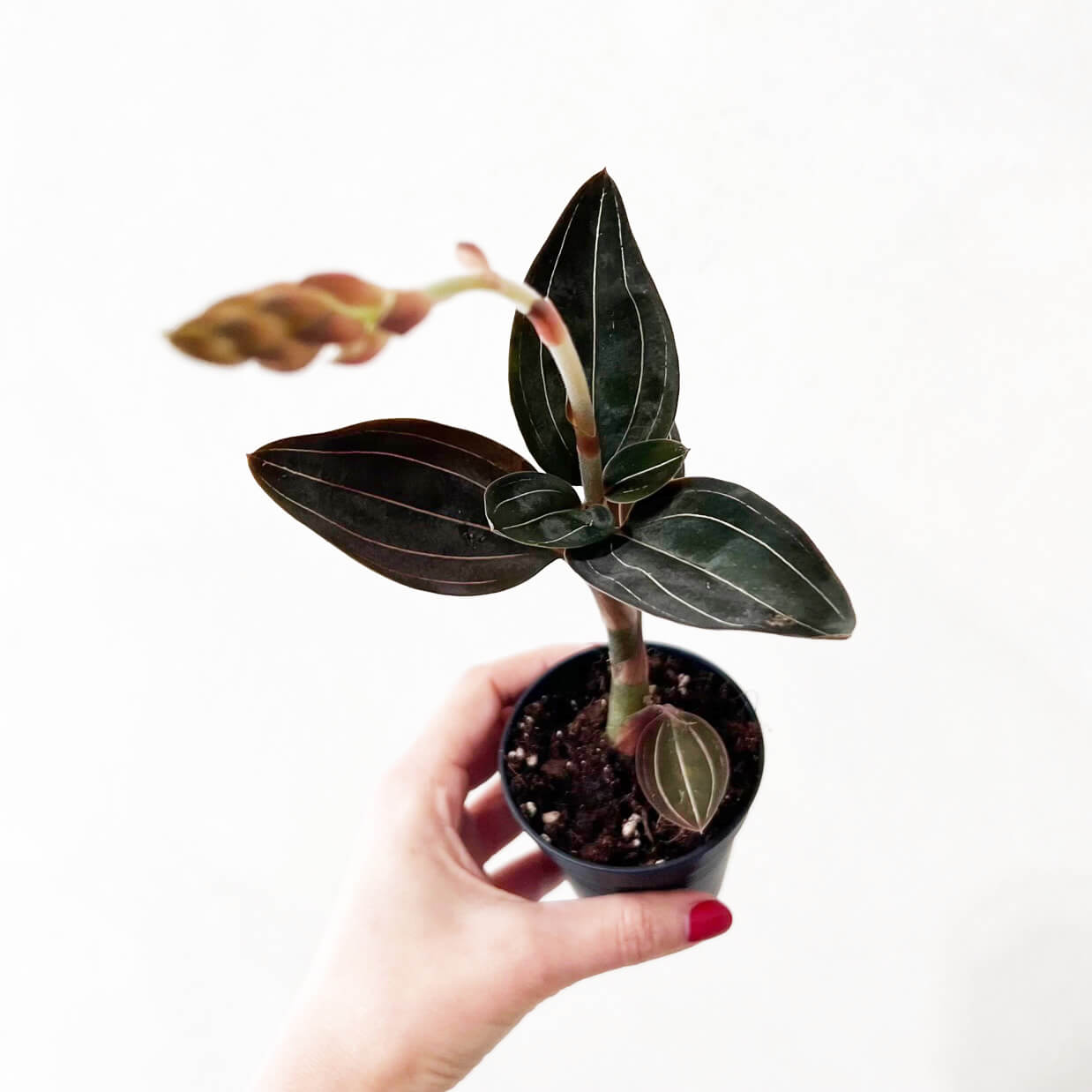 Ludisia Discolor