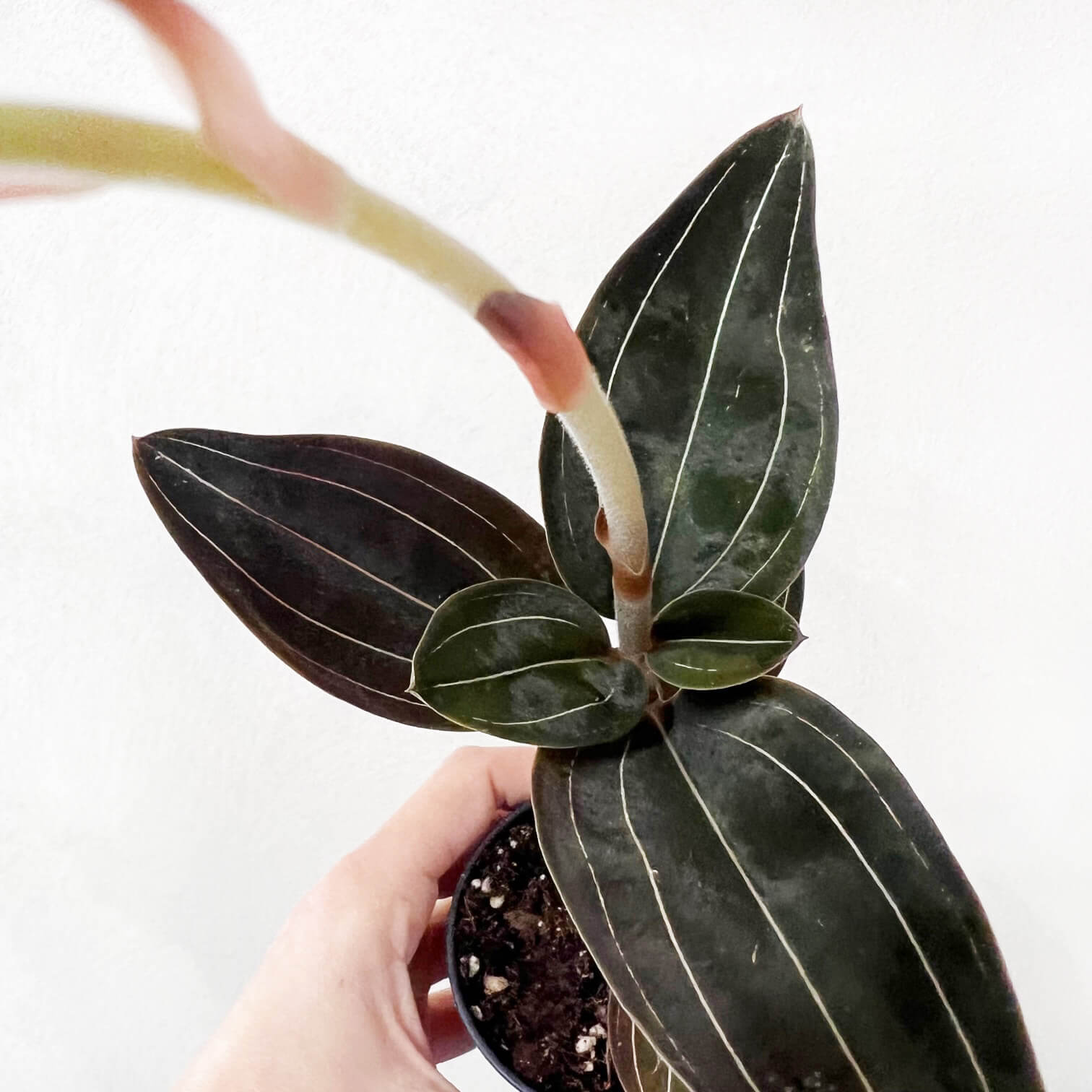 Ludisia Discolor