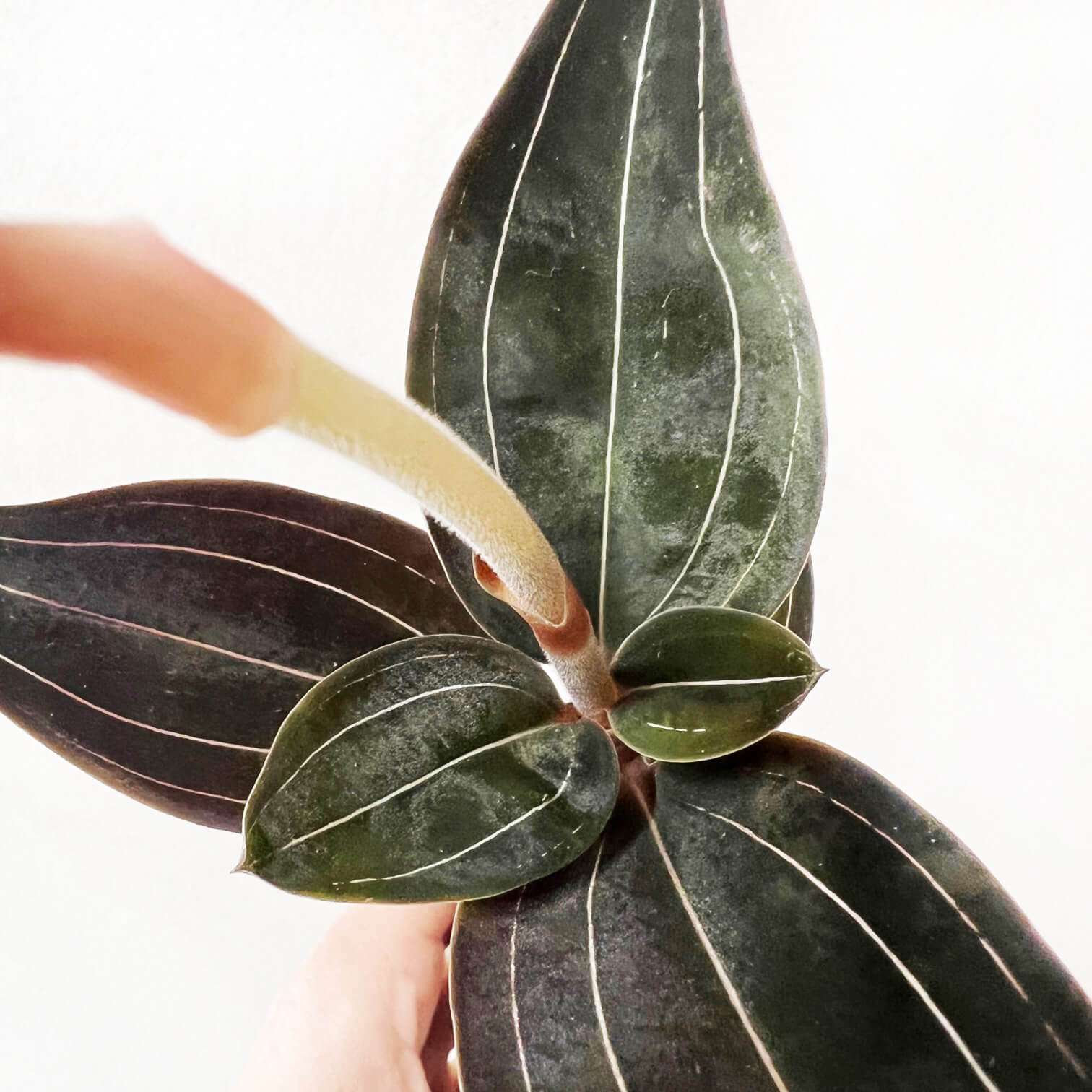 Ludisia Discolor