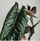 Alocasia Scalprum