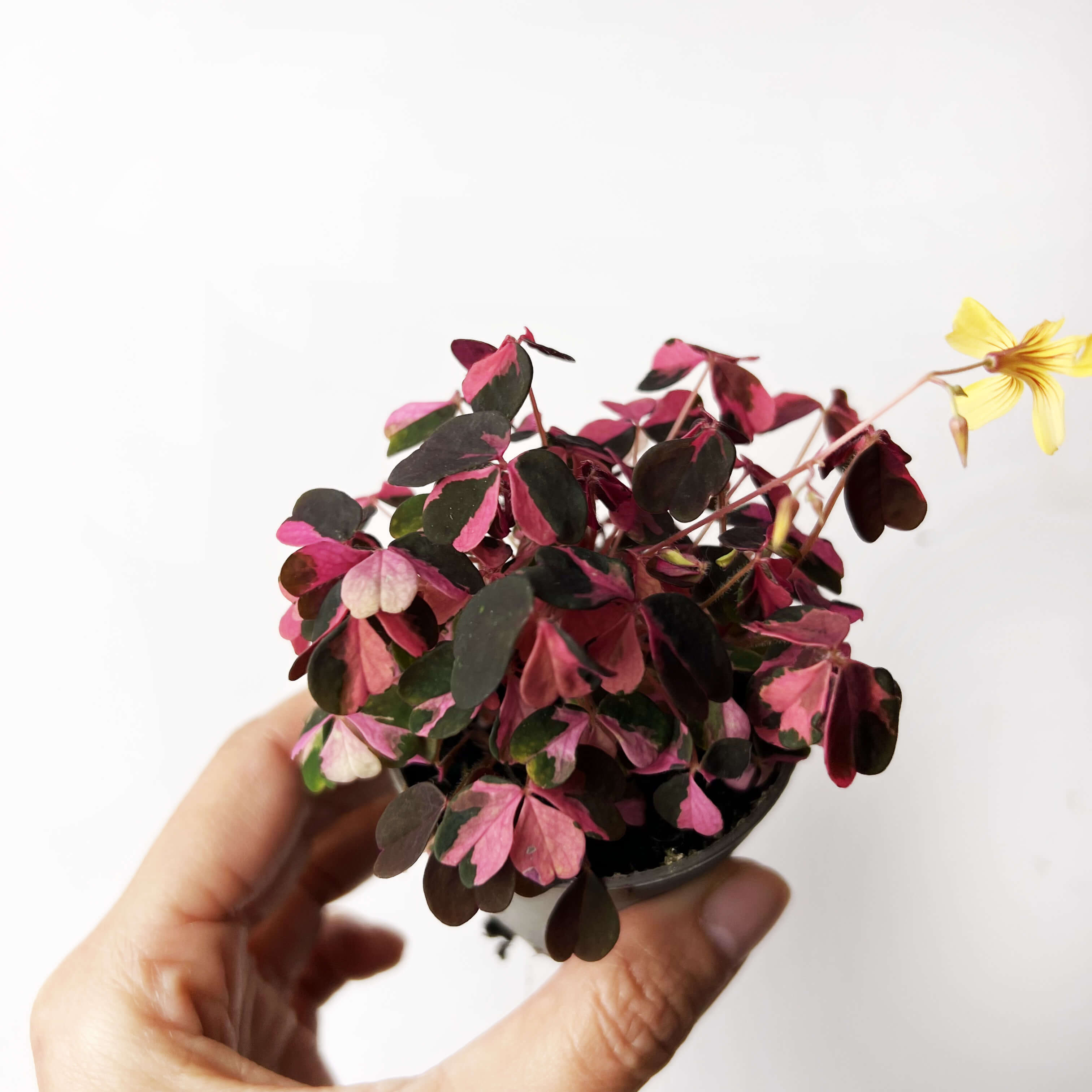 baby OXALIS Vulcan Pink