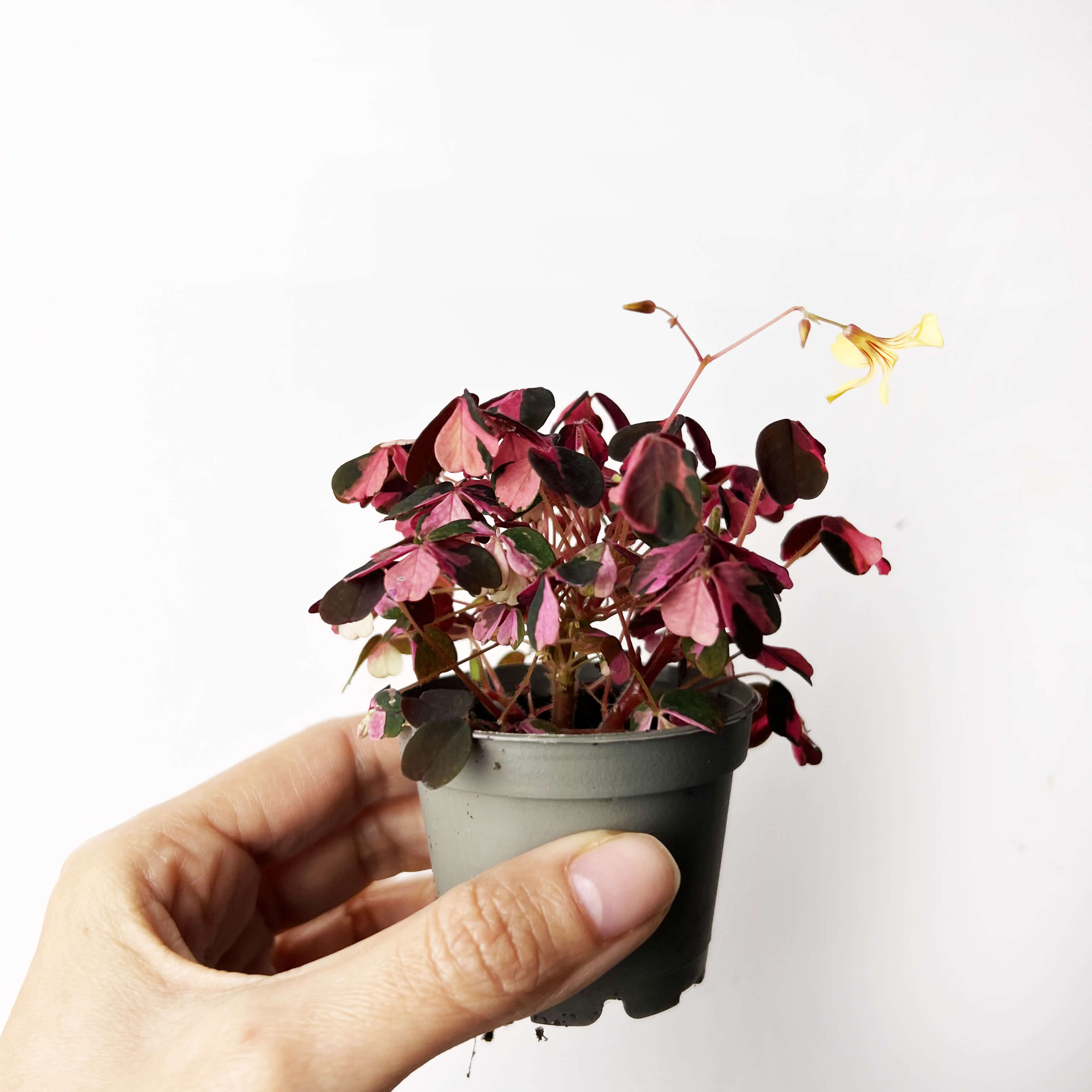 baby OXALIS Vulcan Pink