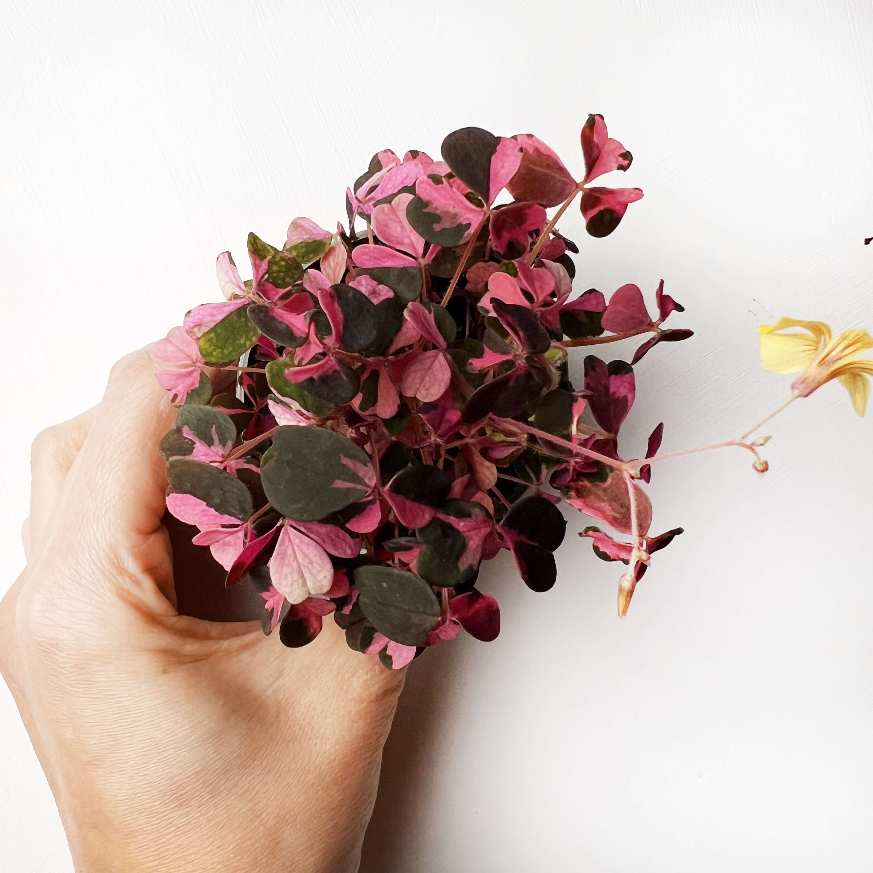 baby OXALIS Vulcan Pink