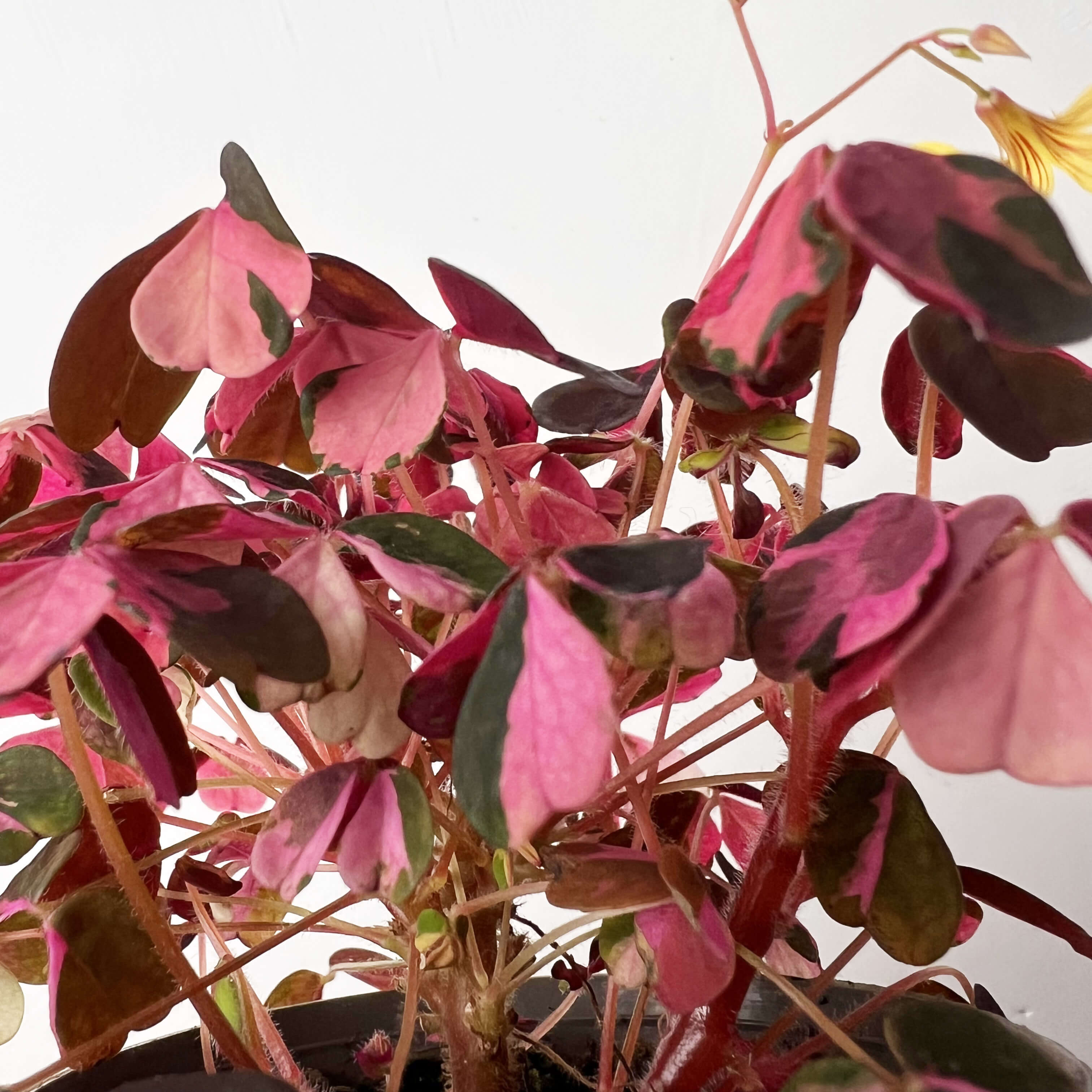 baby OXALIS Vulcan Pink