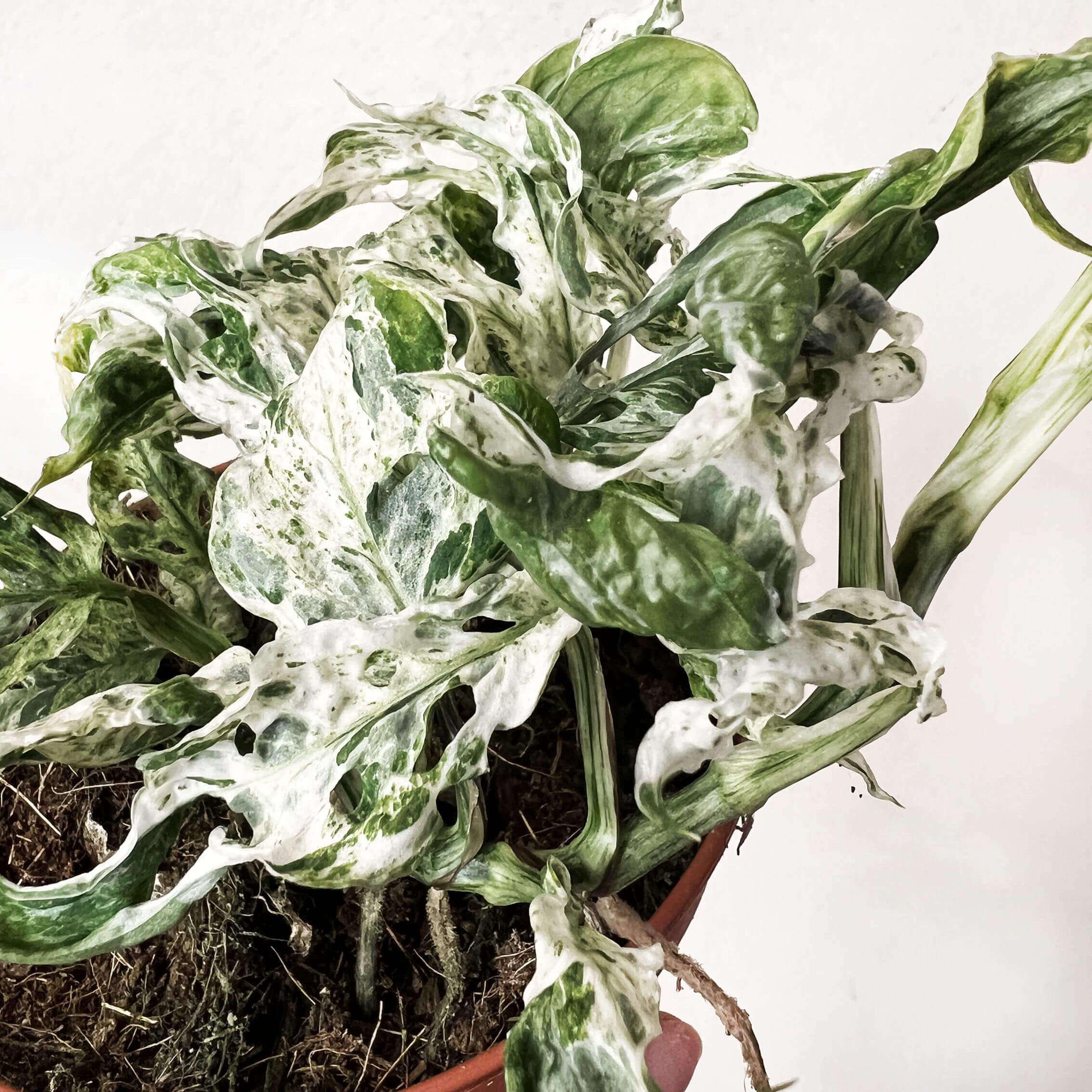 Monstera Frozen Freckles