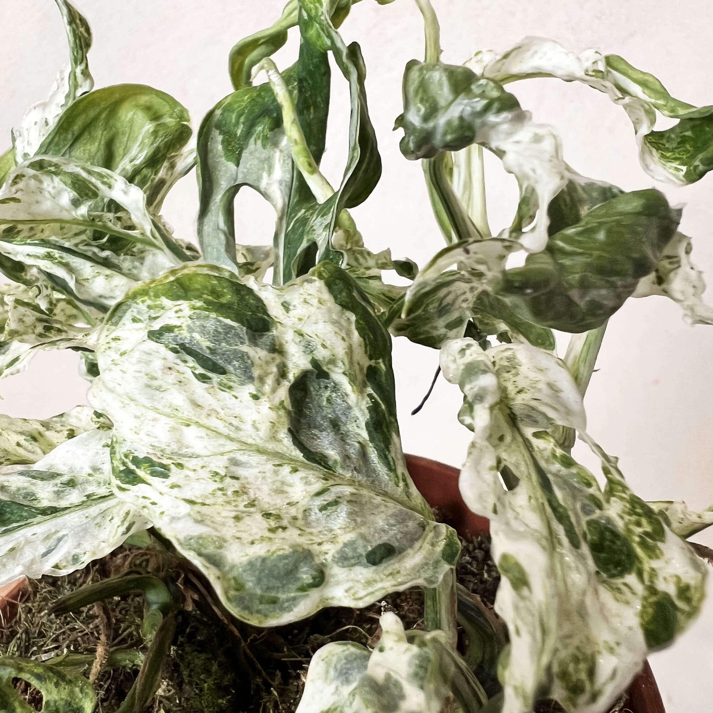 Monstera Frozen Freckles