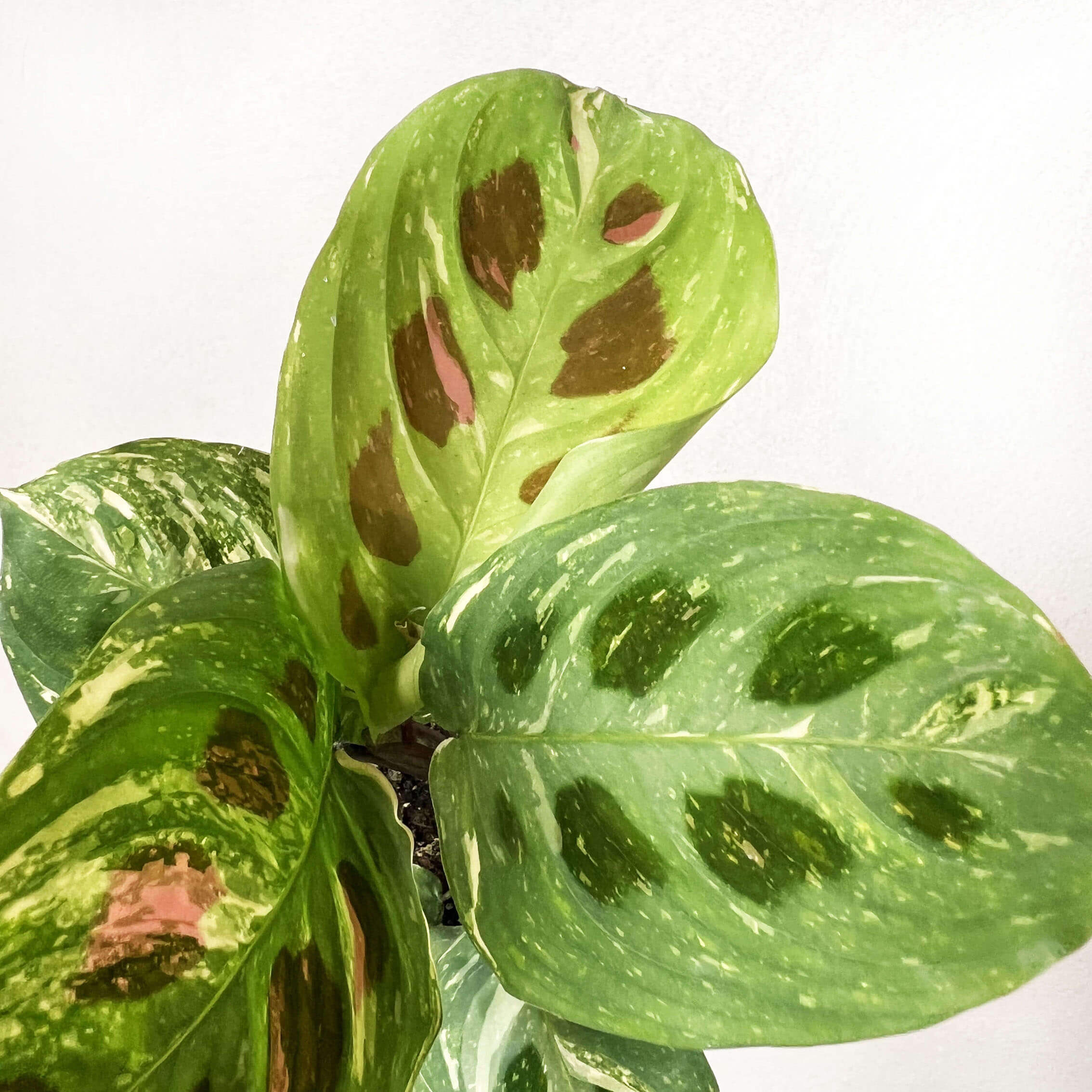 baby Maranta Leuconeura  kerchoveana Variegata
