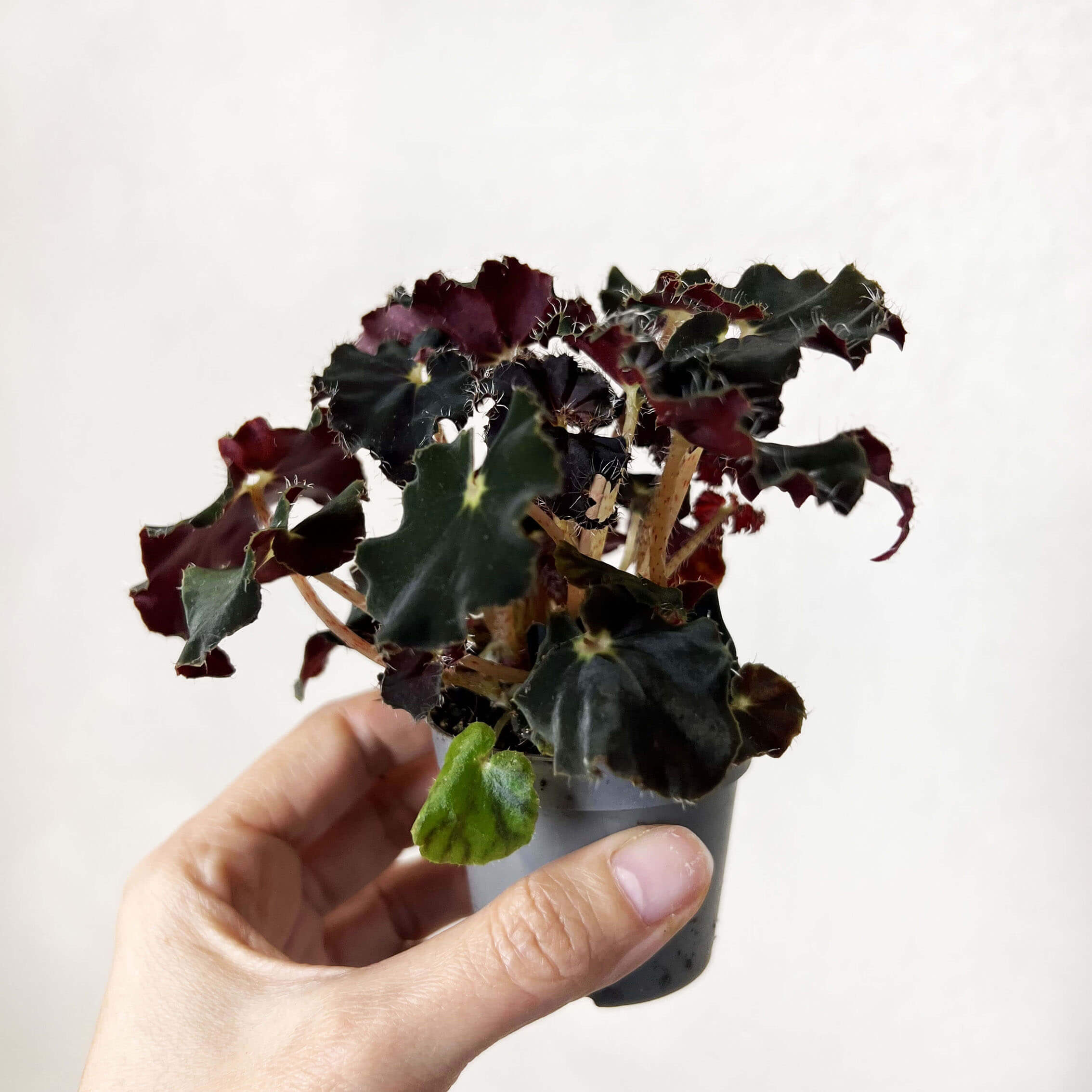 Baby Begonia Dark Mambo