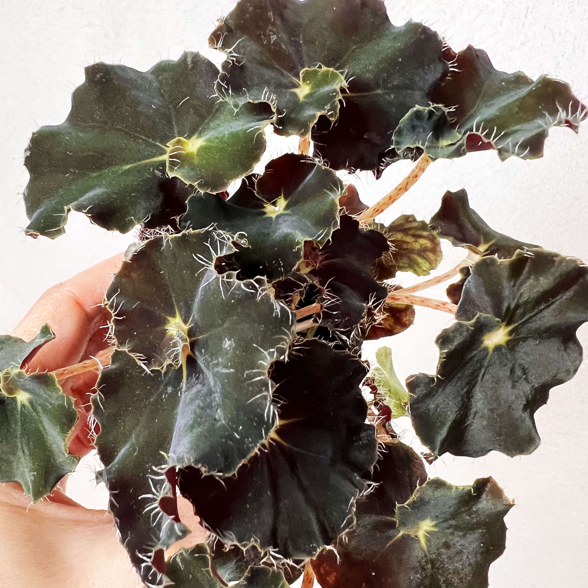 Baby Begonia Dark Mambo