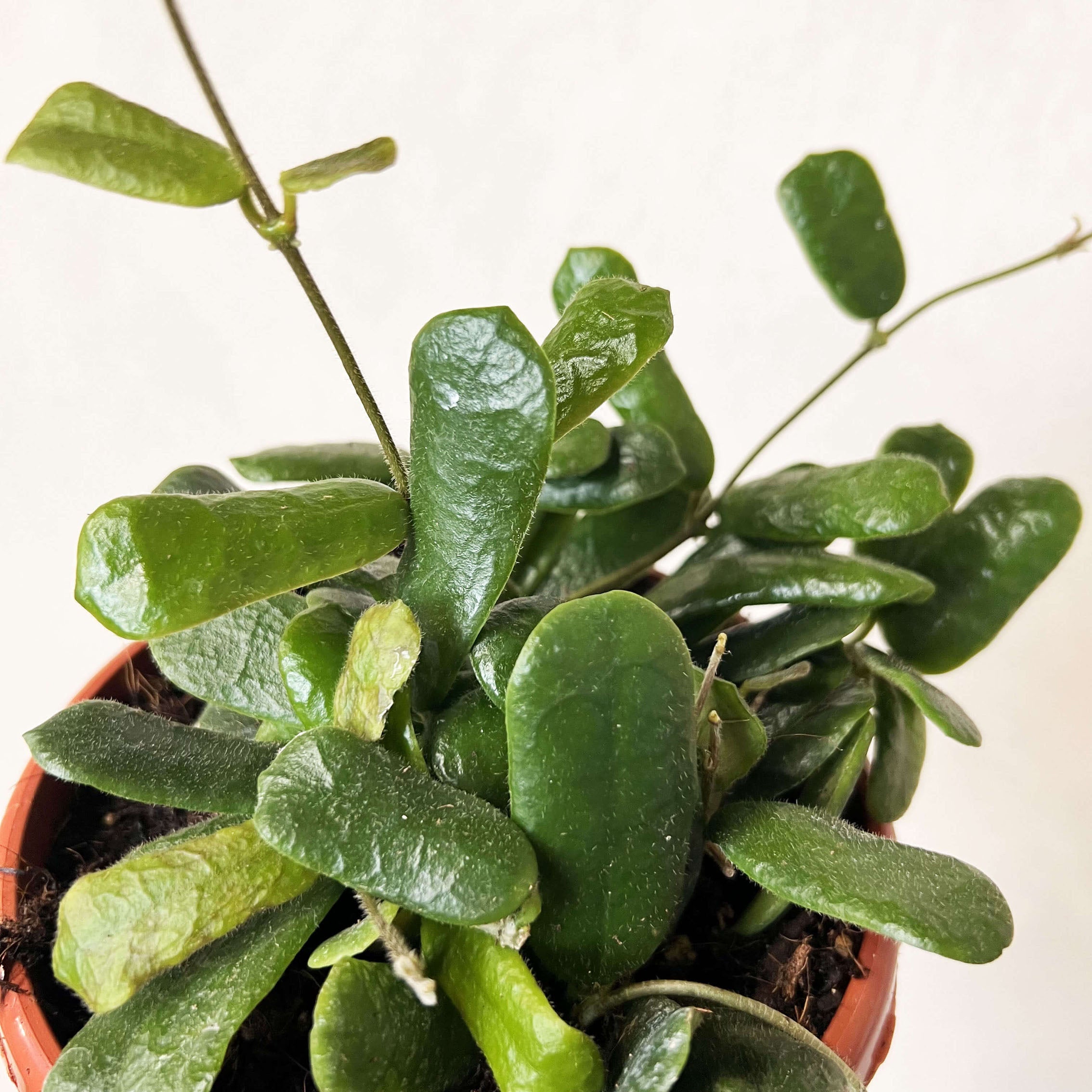 Hoya Rotundiflora