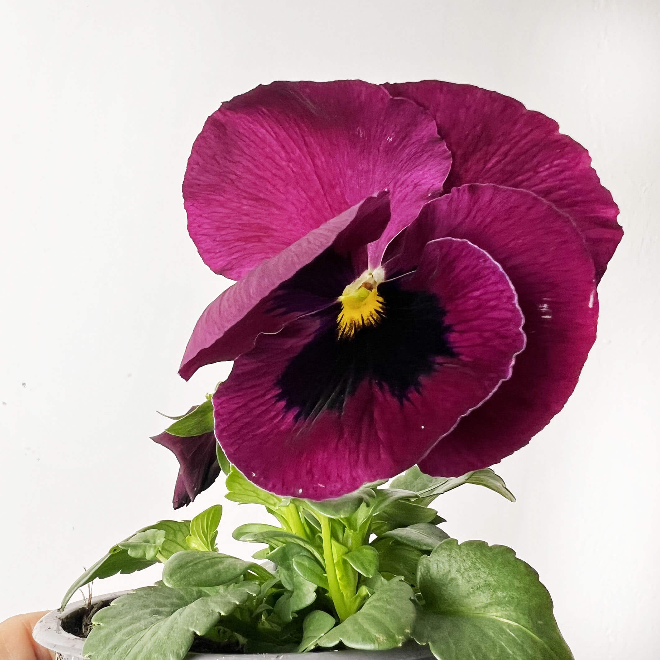 Viole del pensiero /4 piante mix