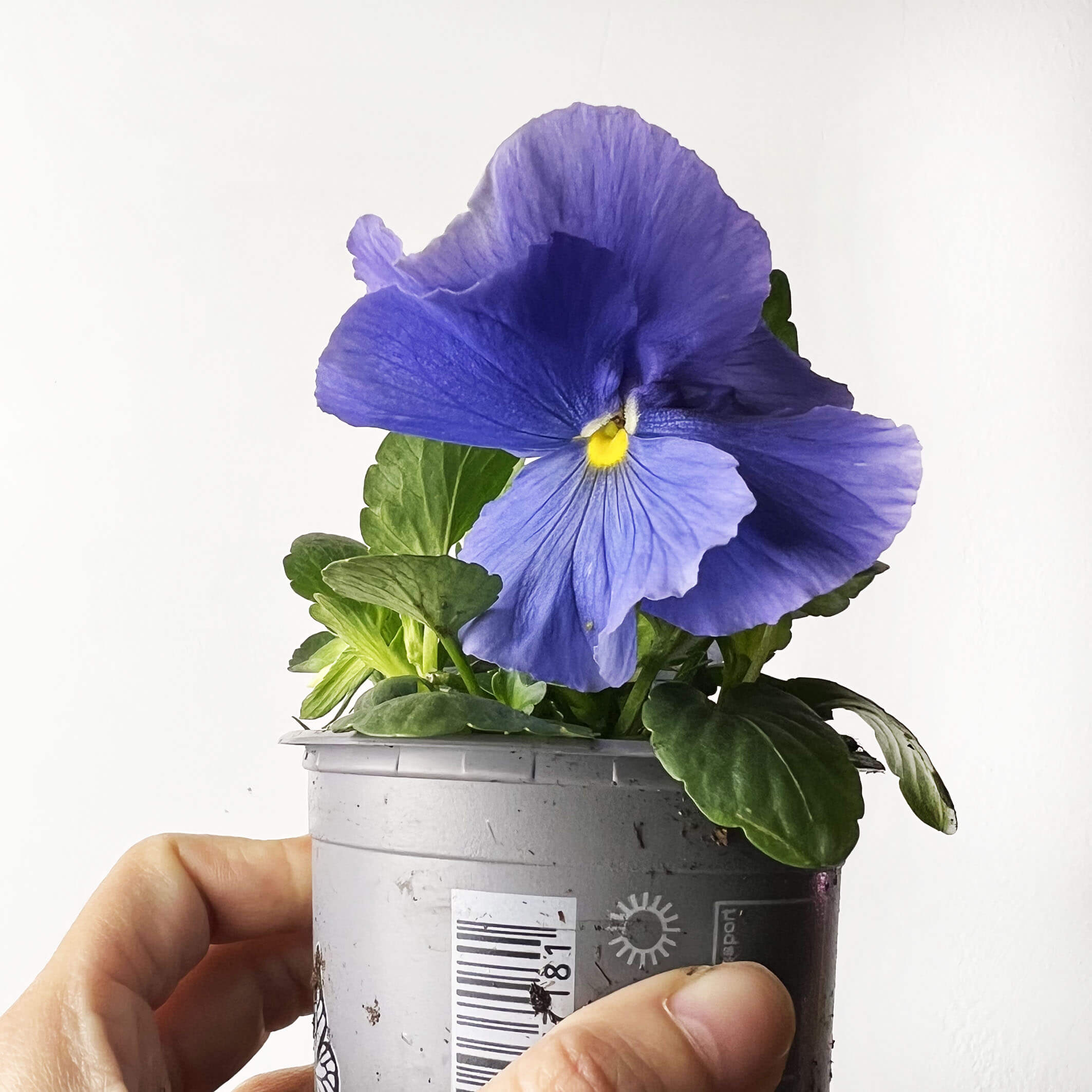 Viole del pensiero /4 piante mix