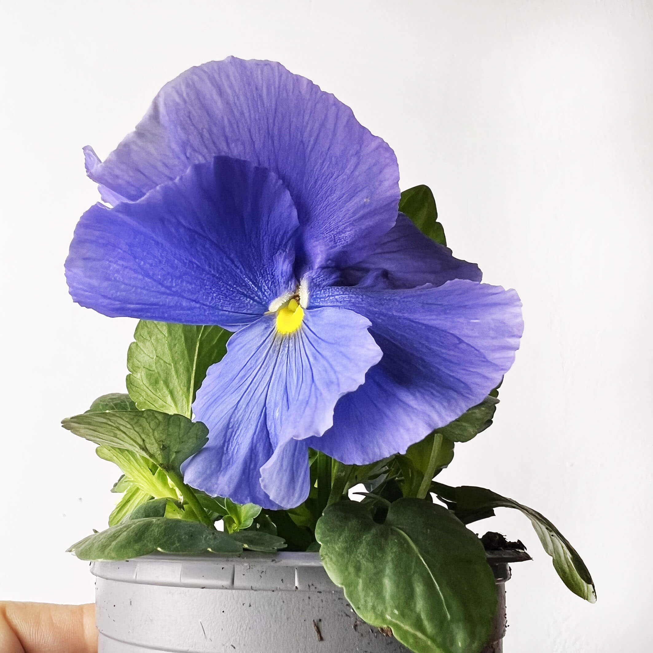 Viole del pensiero /4 piante mix