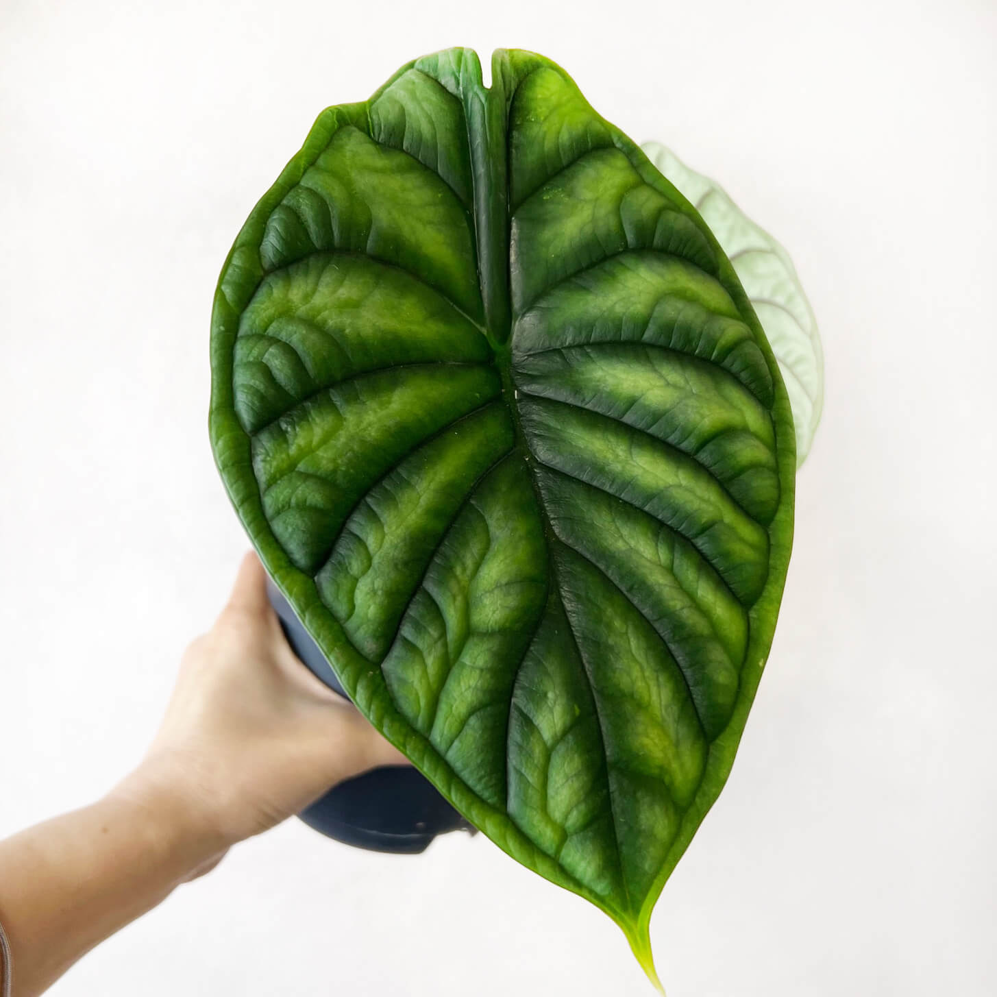 Alocasia Dragon Scale