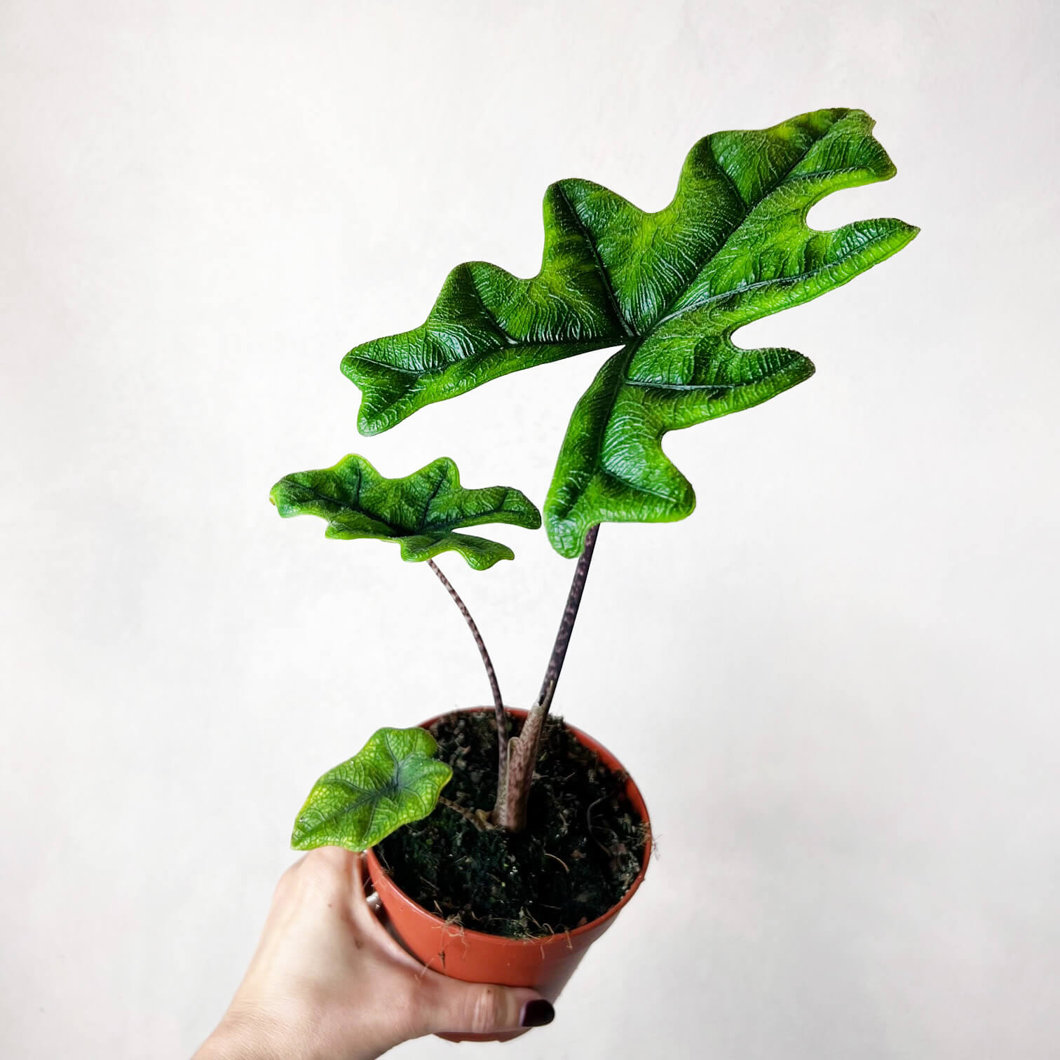 Alocasia Jacklyn