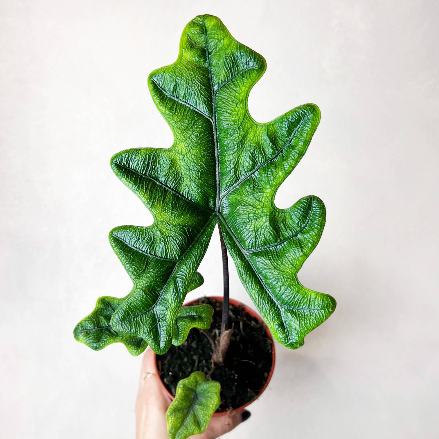 Alocasia Jacklyn