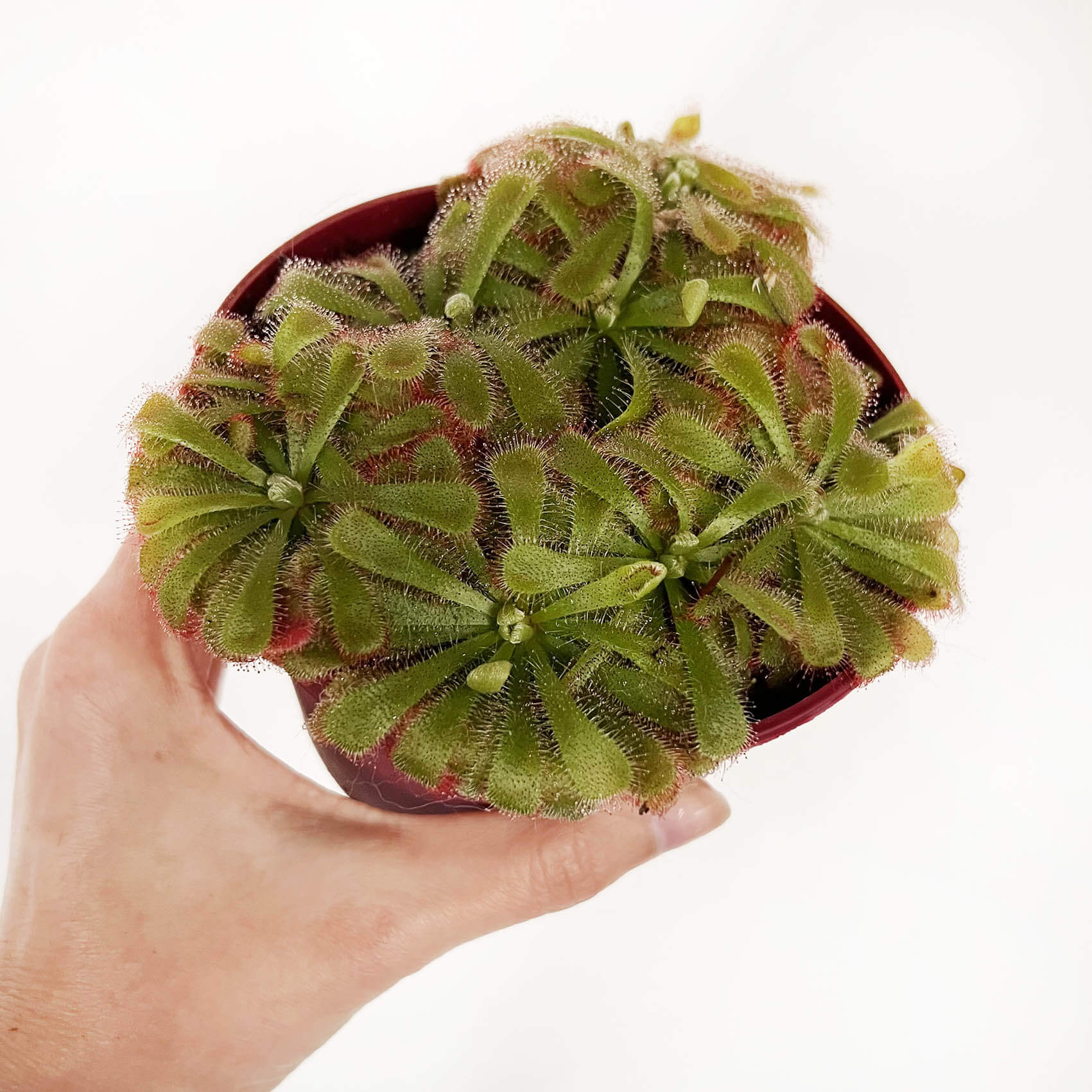 Drosera Aliciae