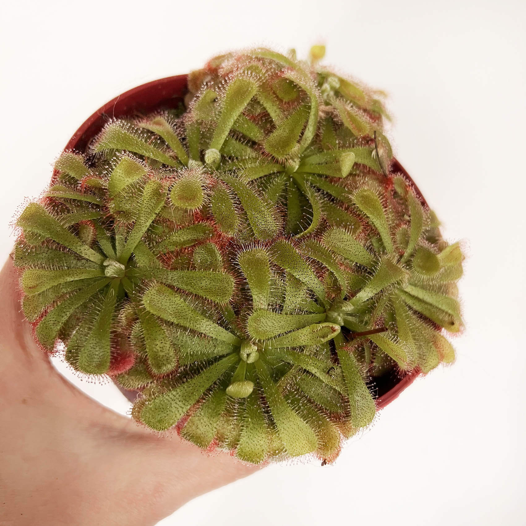 Drosera Aliciae