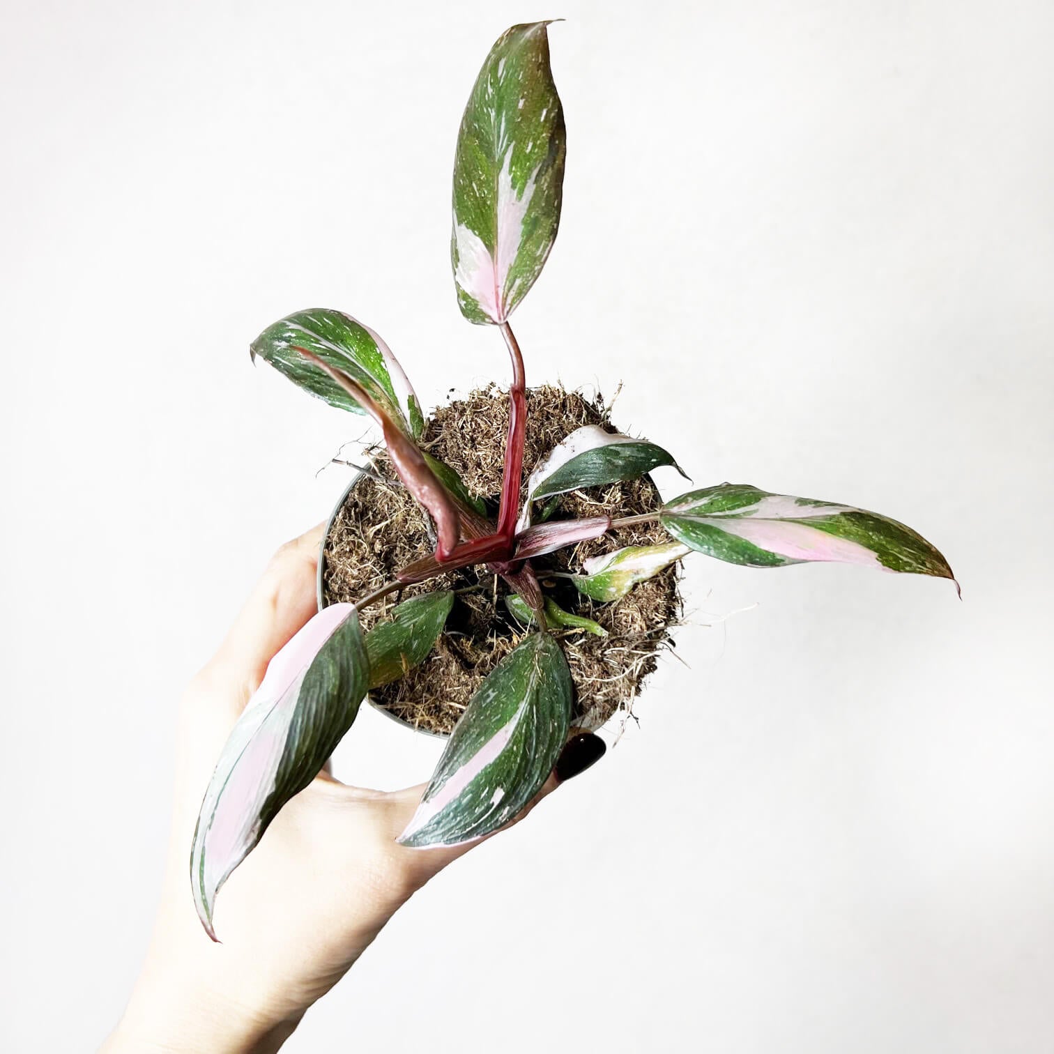 Philodendron Pink Princess