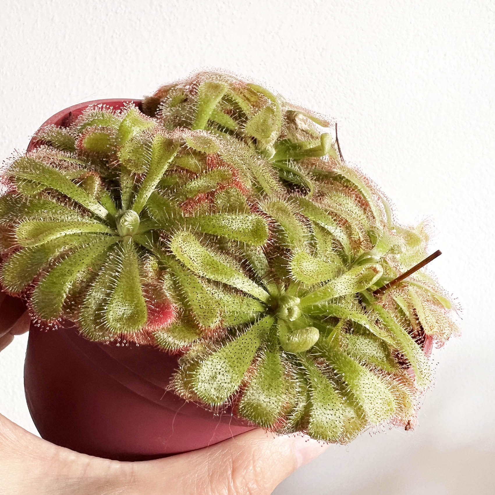 Drosera Aliciae