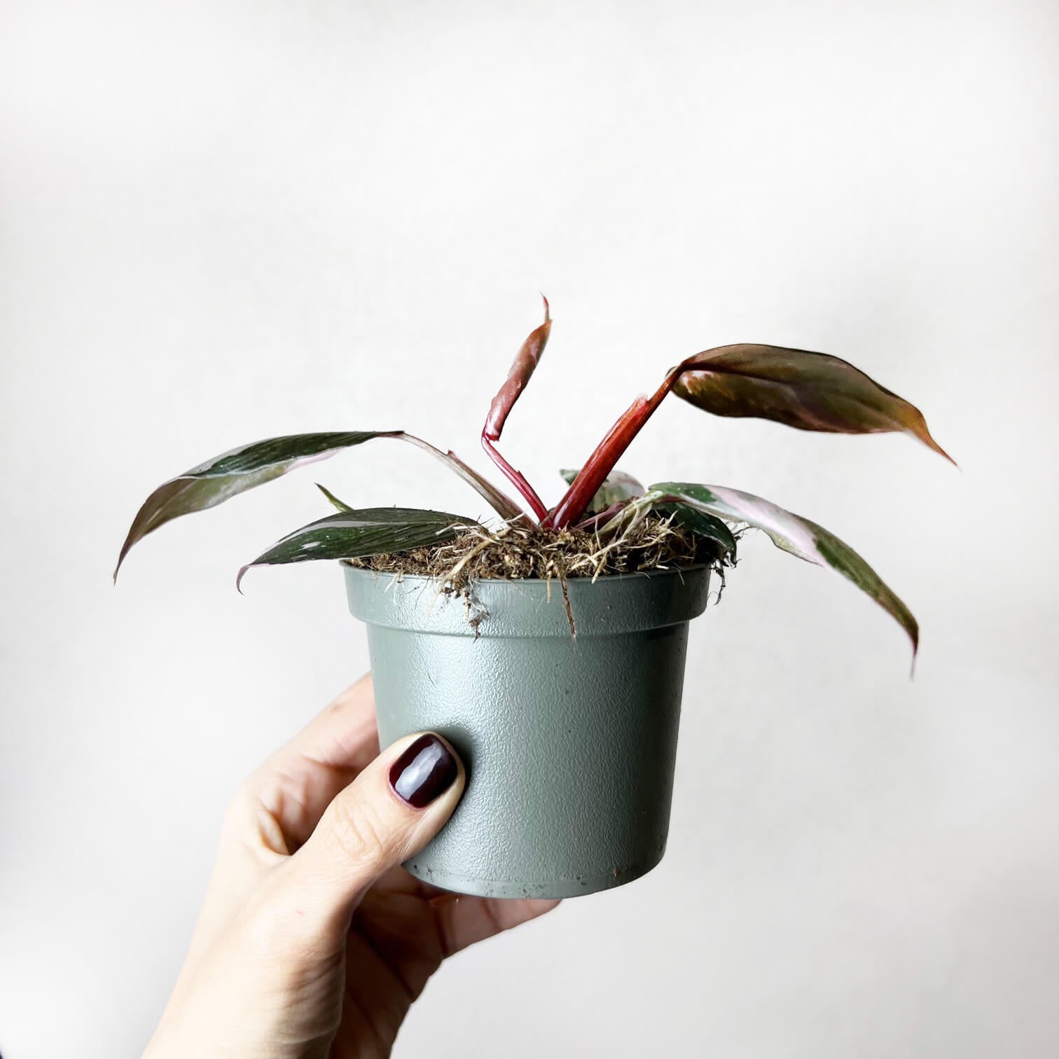 Philodendron Pink Princess