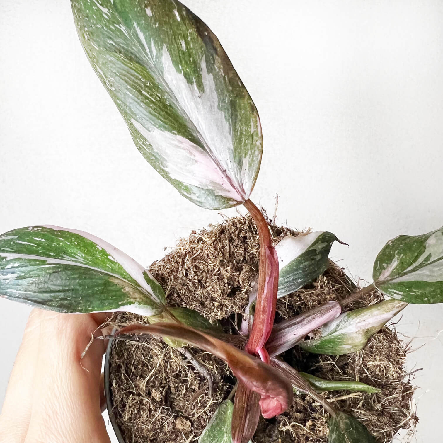 Philodendron Pink Princess