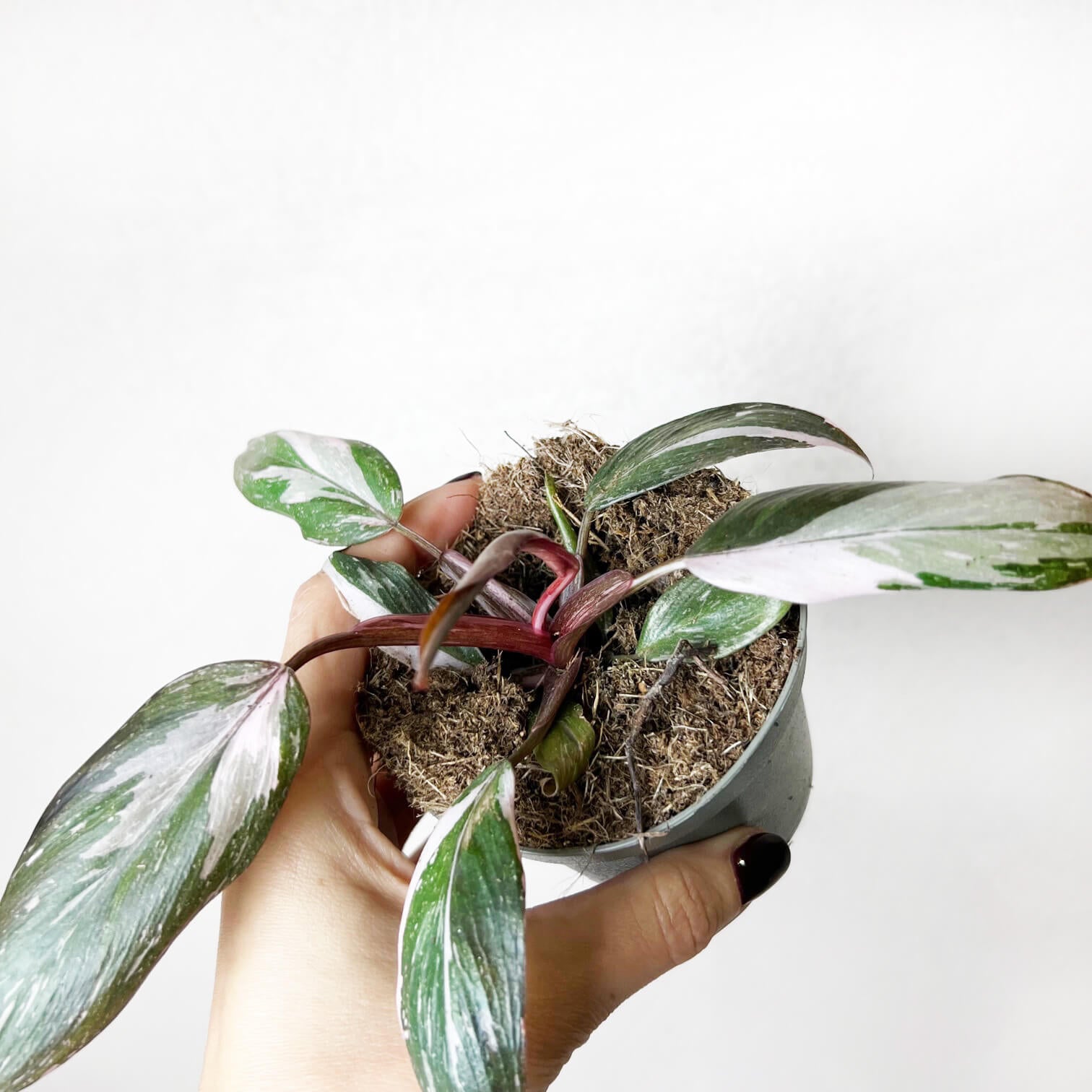 Philodendron Pink Princess