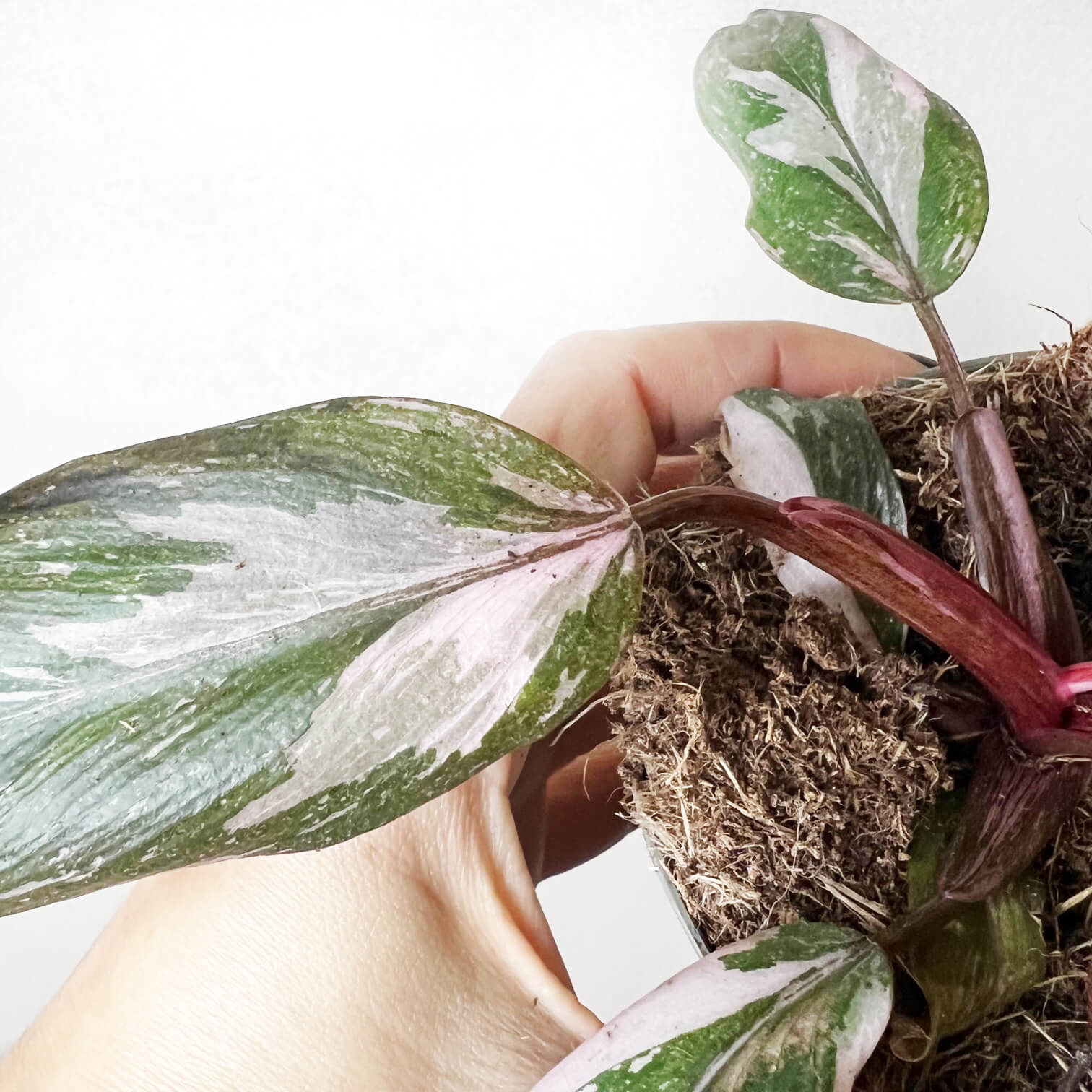 Philodendron Pink Princess