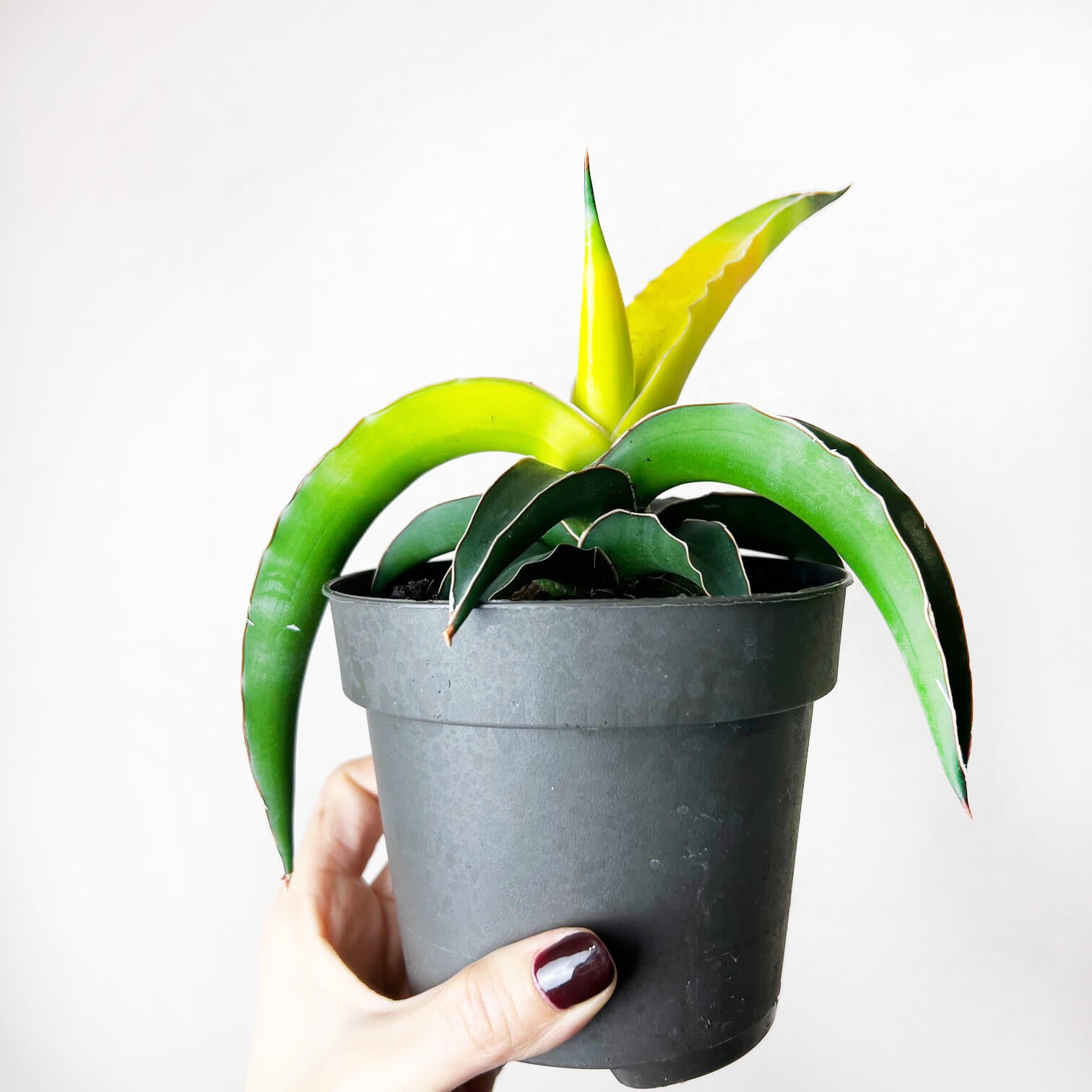 star canary sansevieria Sansevieria Star Canary