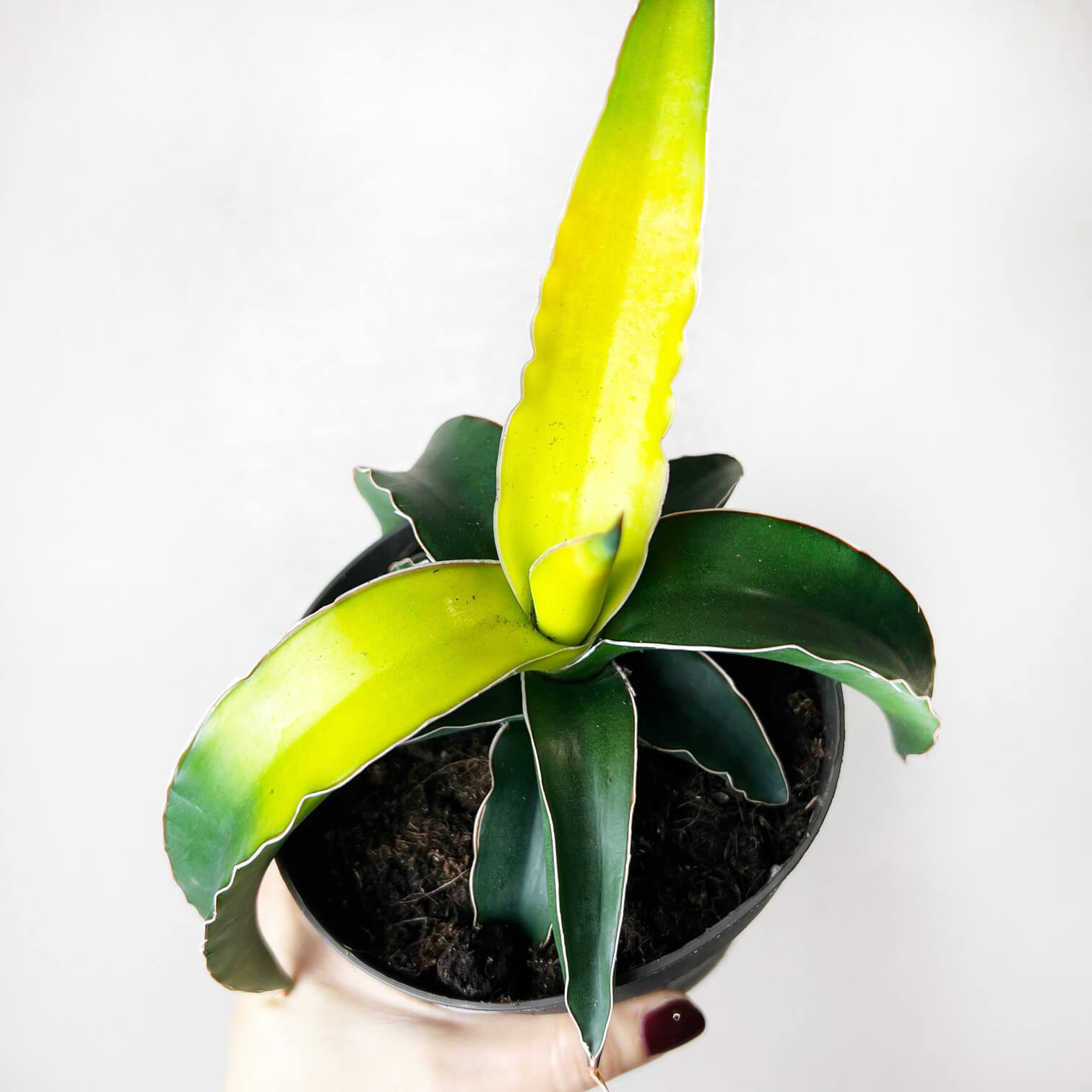 Sansevieria Star Canary