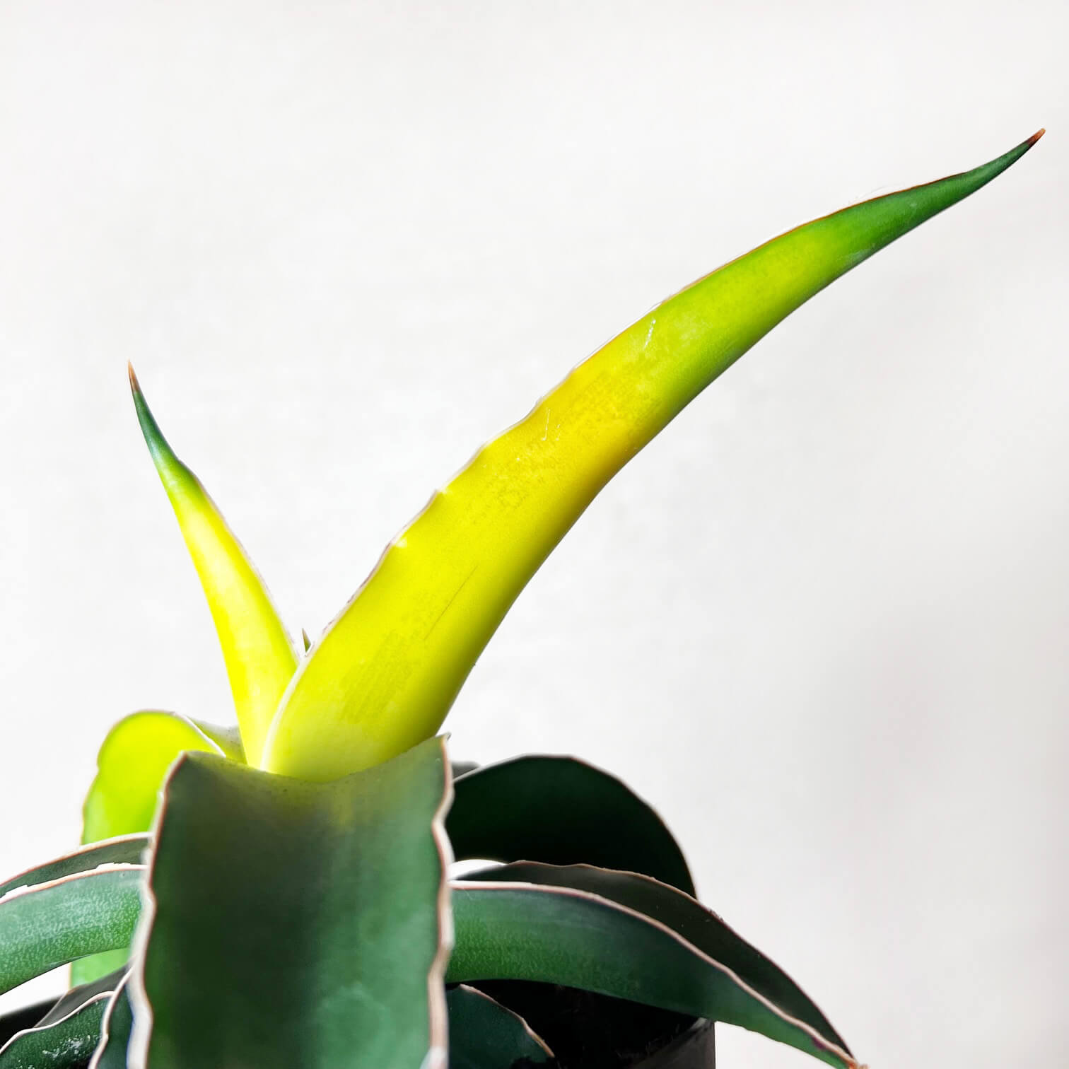 Sansevieria Star Canary