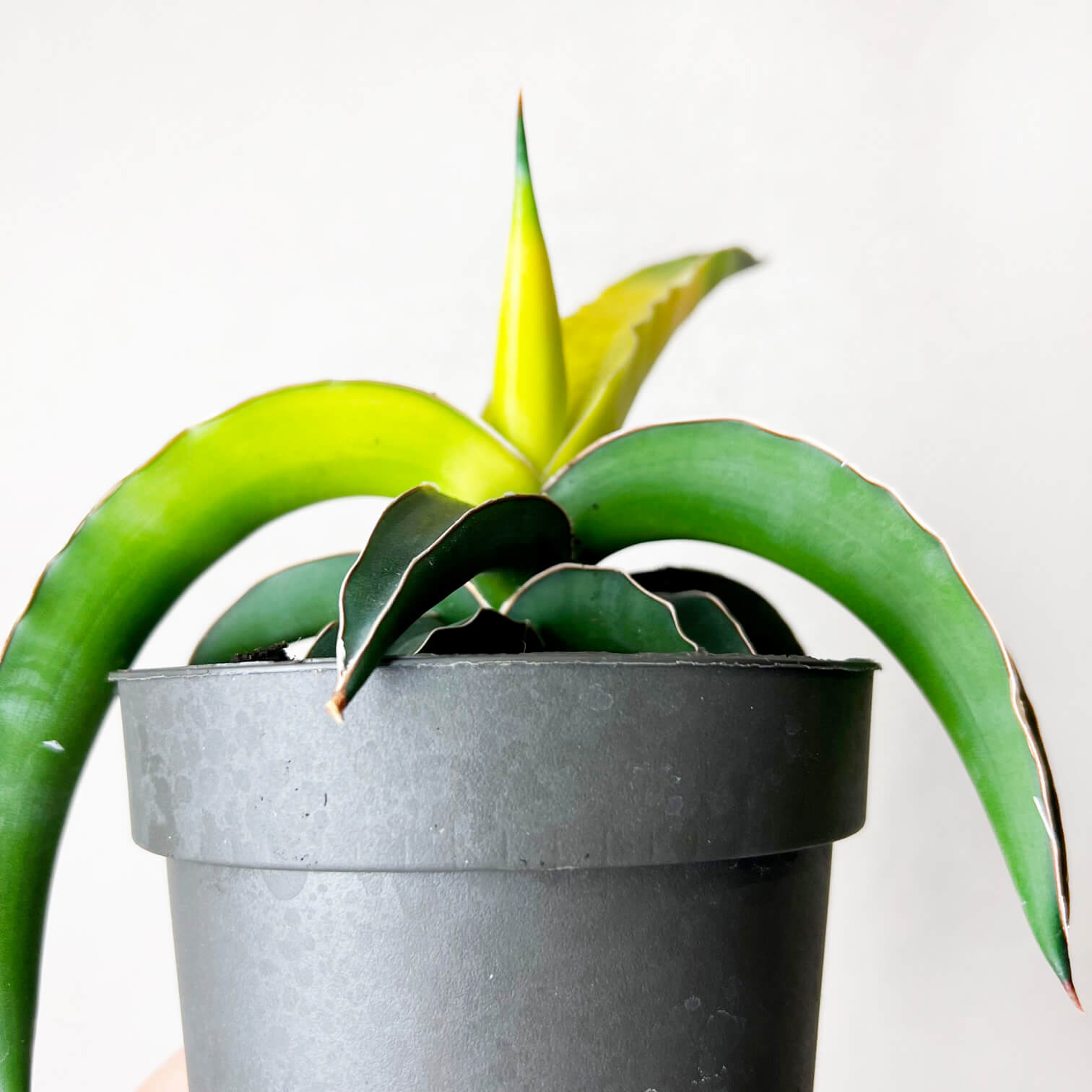 Sansevieria Star Canary