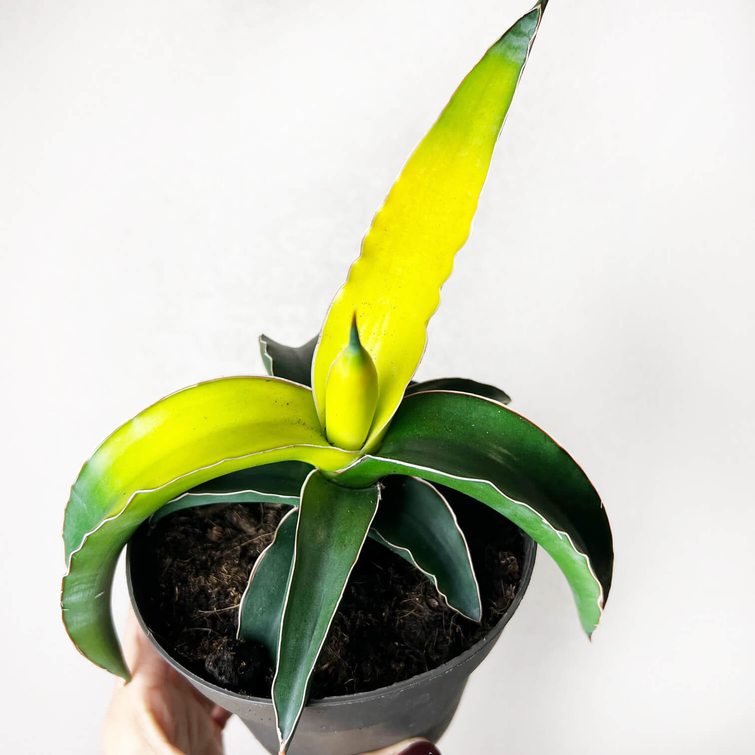 Sansevieria Star Canary