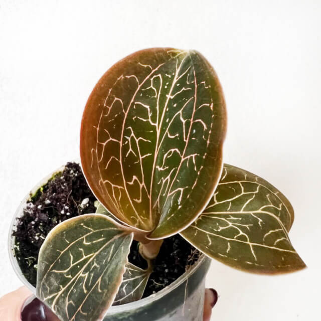 Anoectochilus Chapaensis