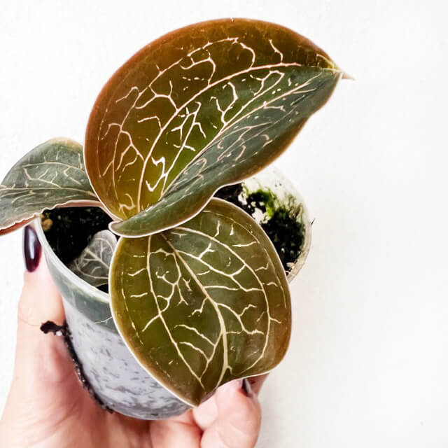 Anoectochilus Chapaensis