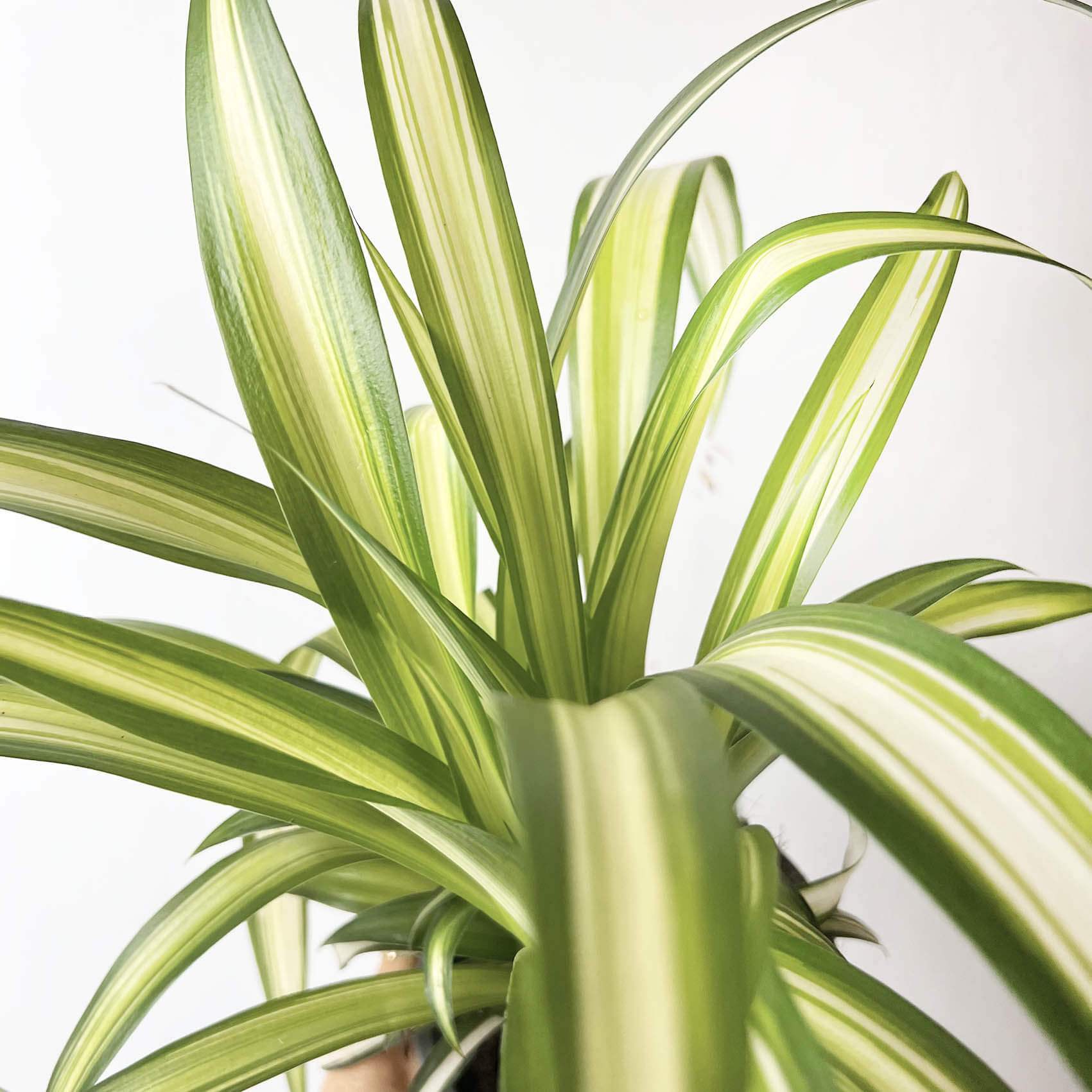 Chlorophytum (Nastrino)
