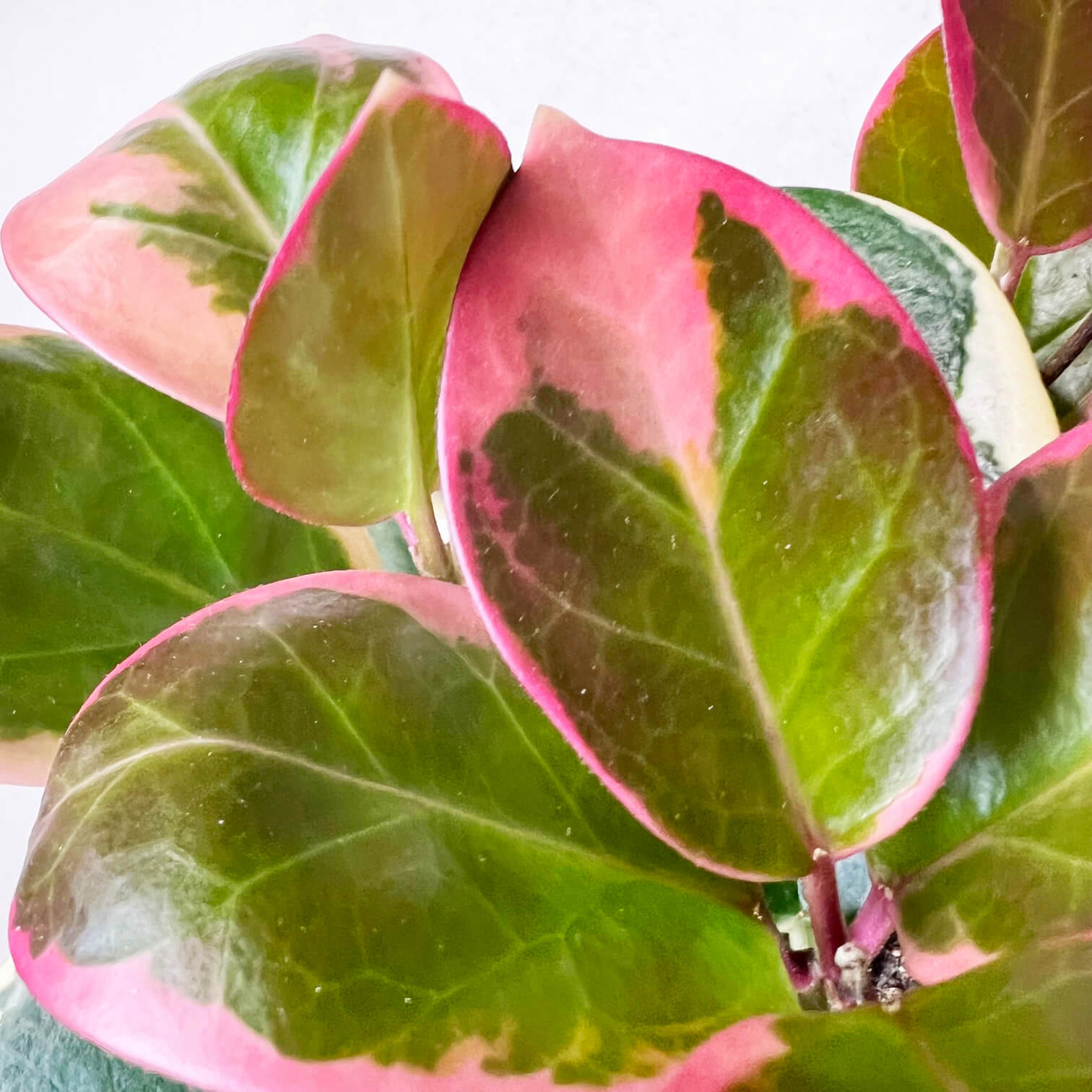 Hoya australis Blondie