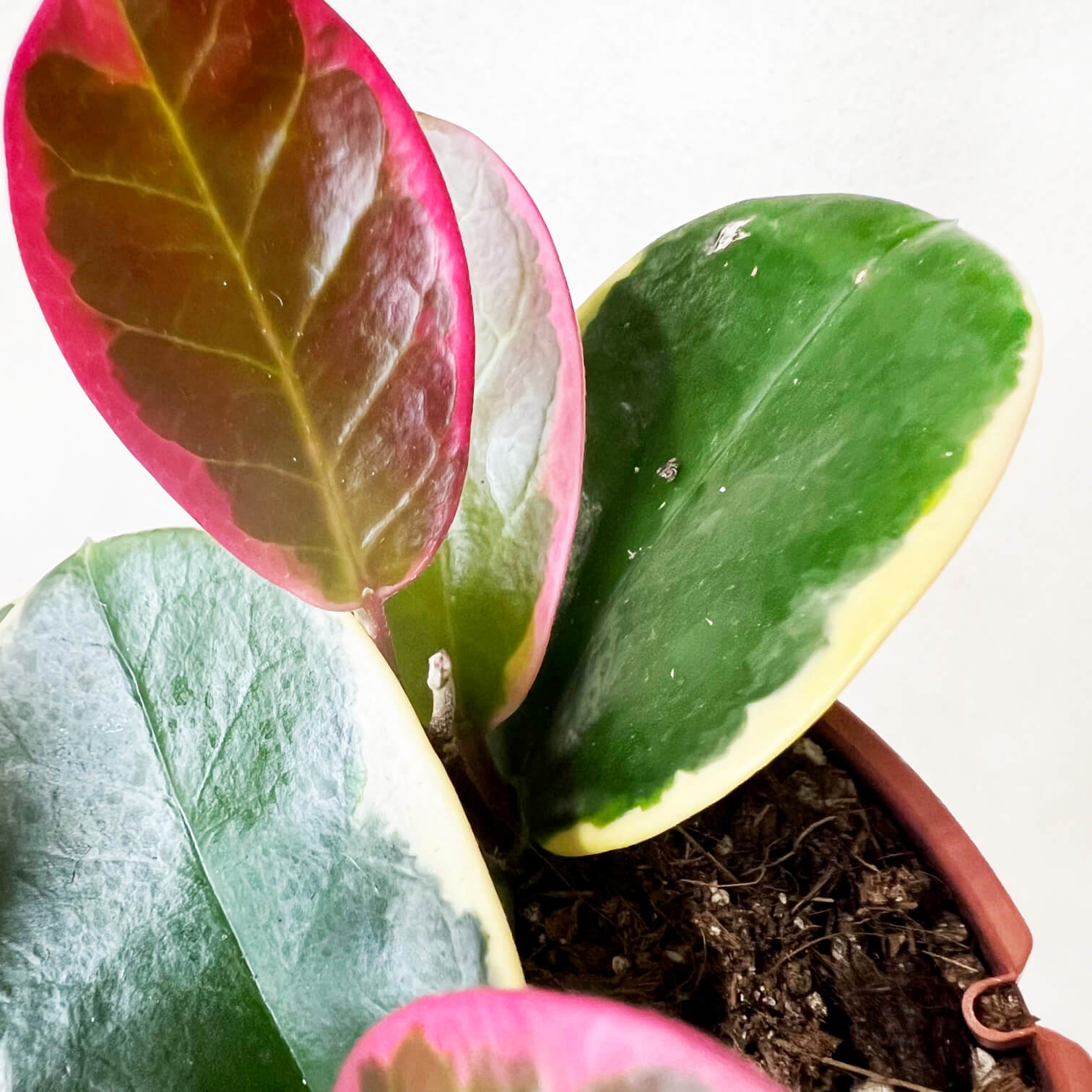 Hoya australis Blondie