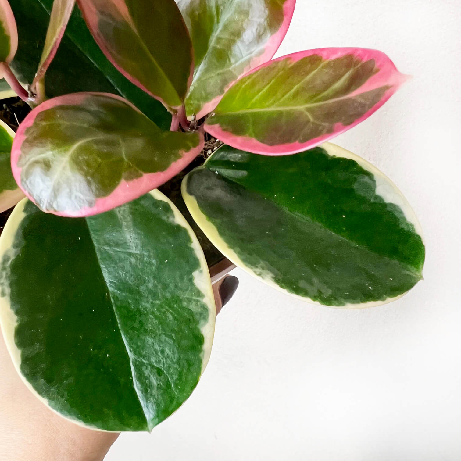 Hoya australis Blondie