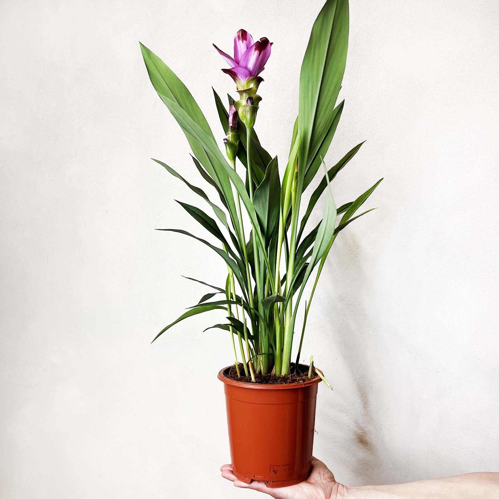 Curcuma alismatifolia “Siam Splash”