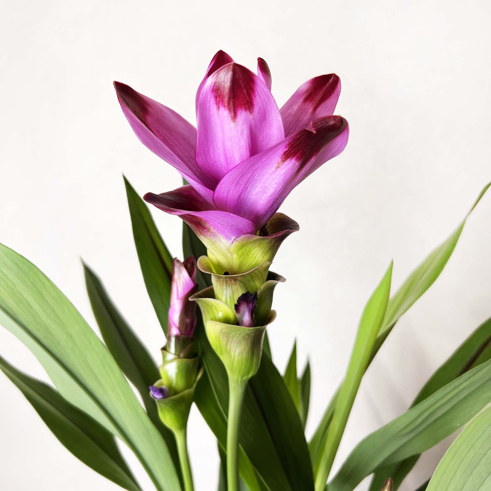 Curcuma alismatifolia “Siam Splash”