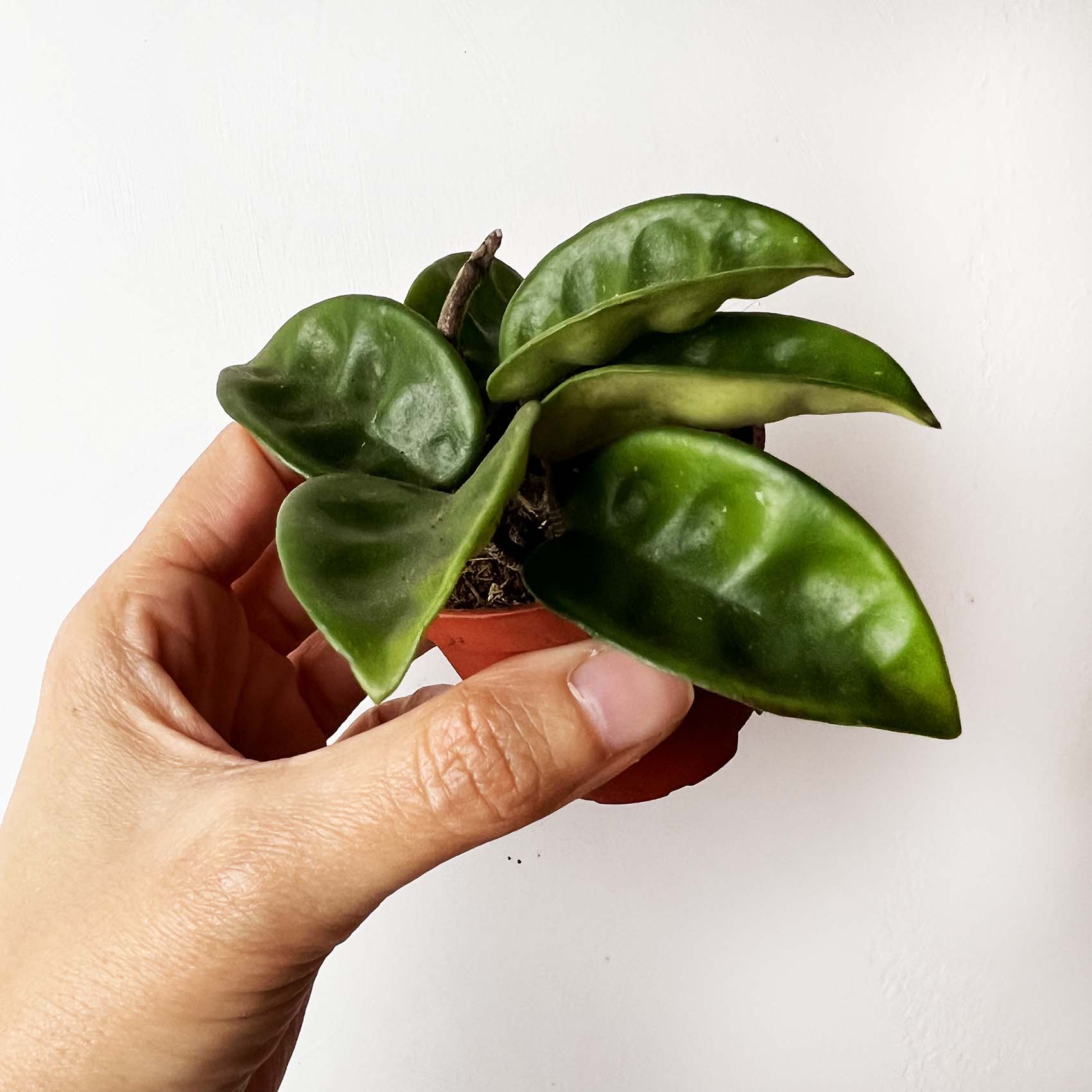 baby Hoya Carnosa Krinkle