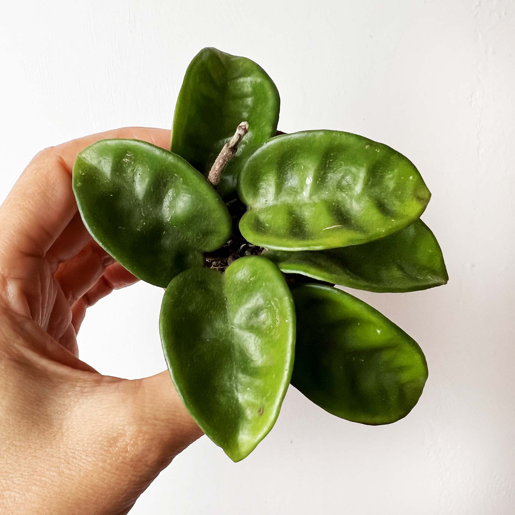 baby Hoya Carnosa Krinkle