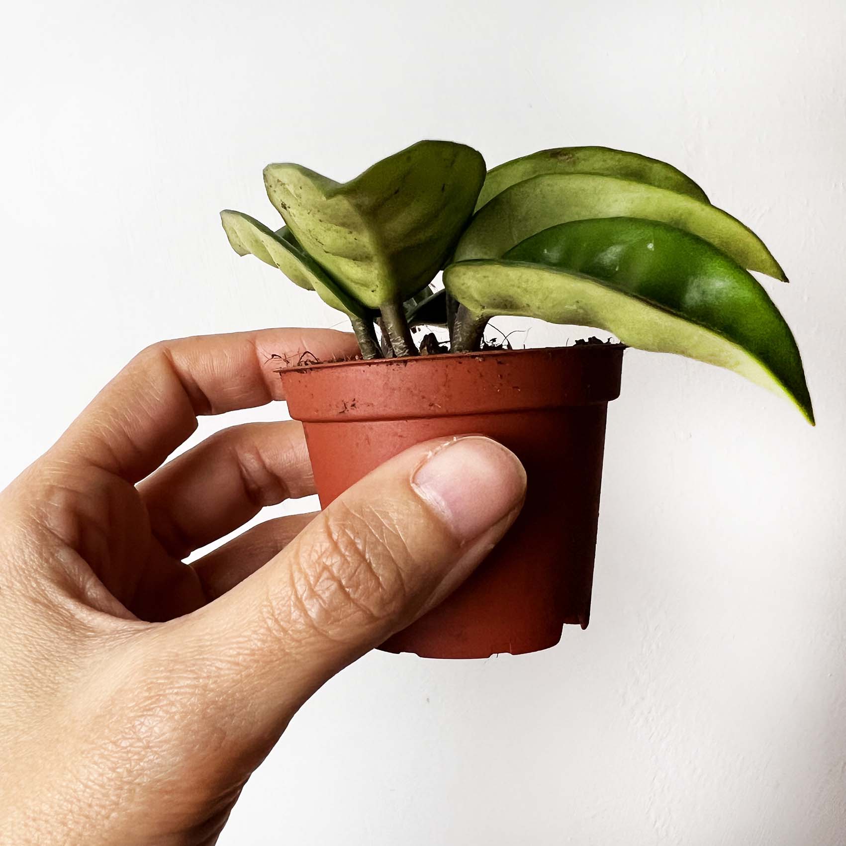 baby Hoya Carnosa Krinkle