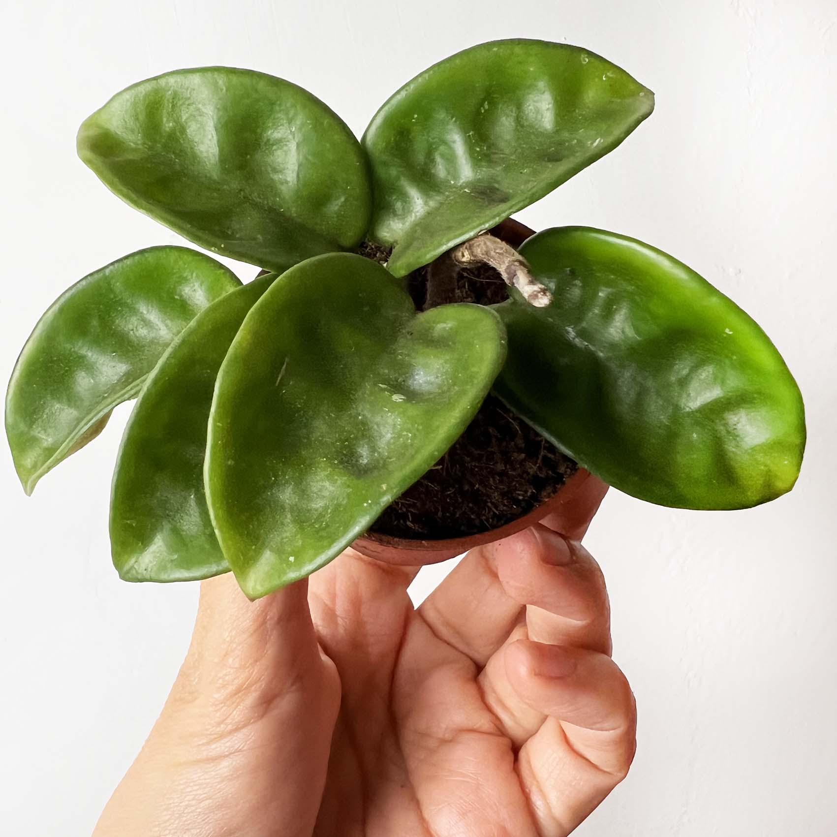 baby Hoya Carnosa Krinkle