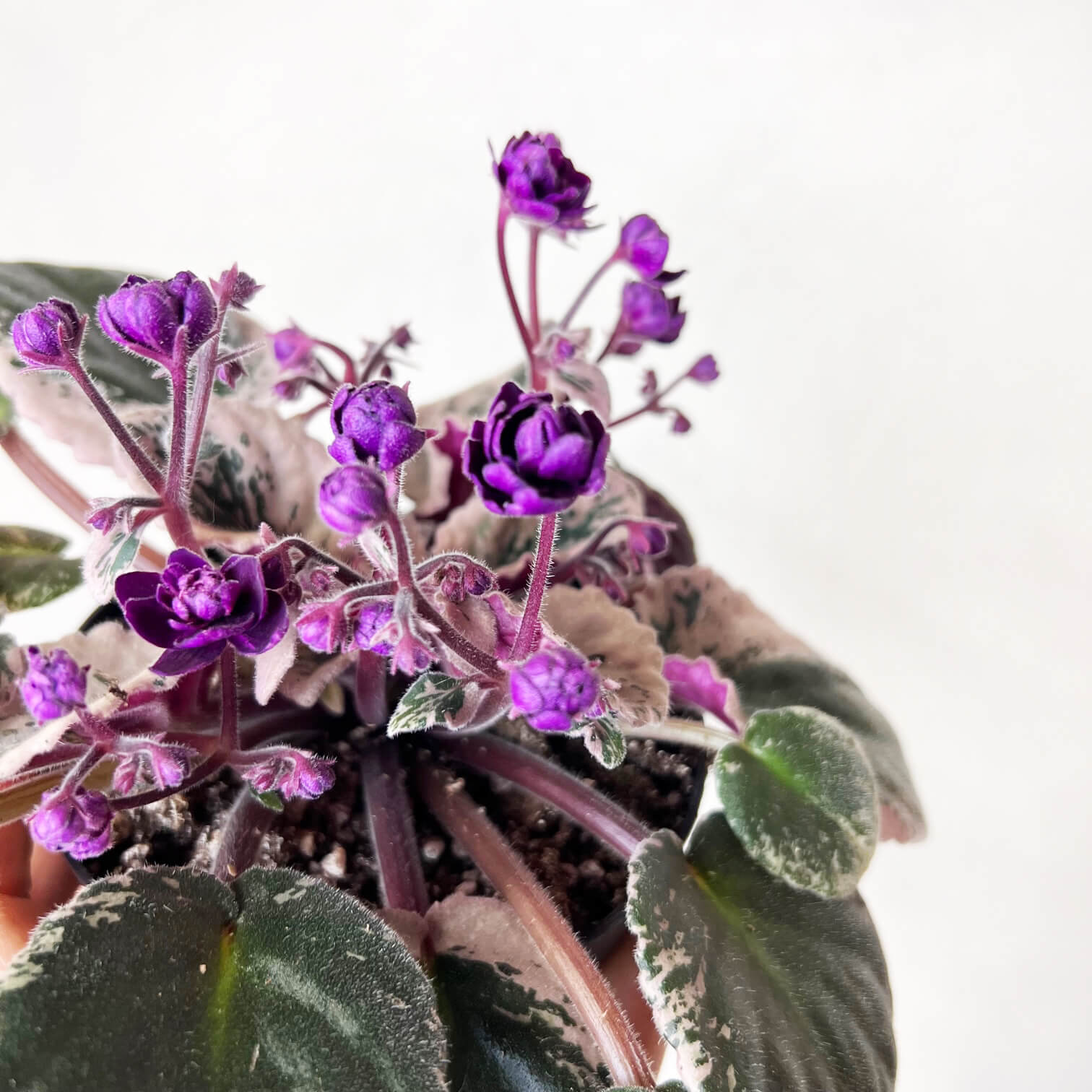 Violetta Africana Variegata