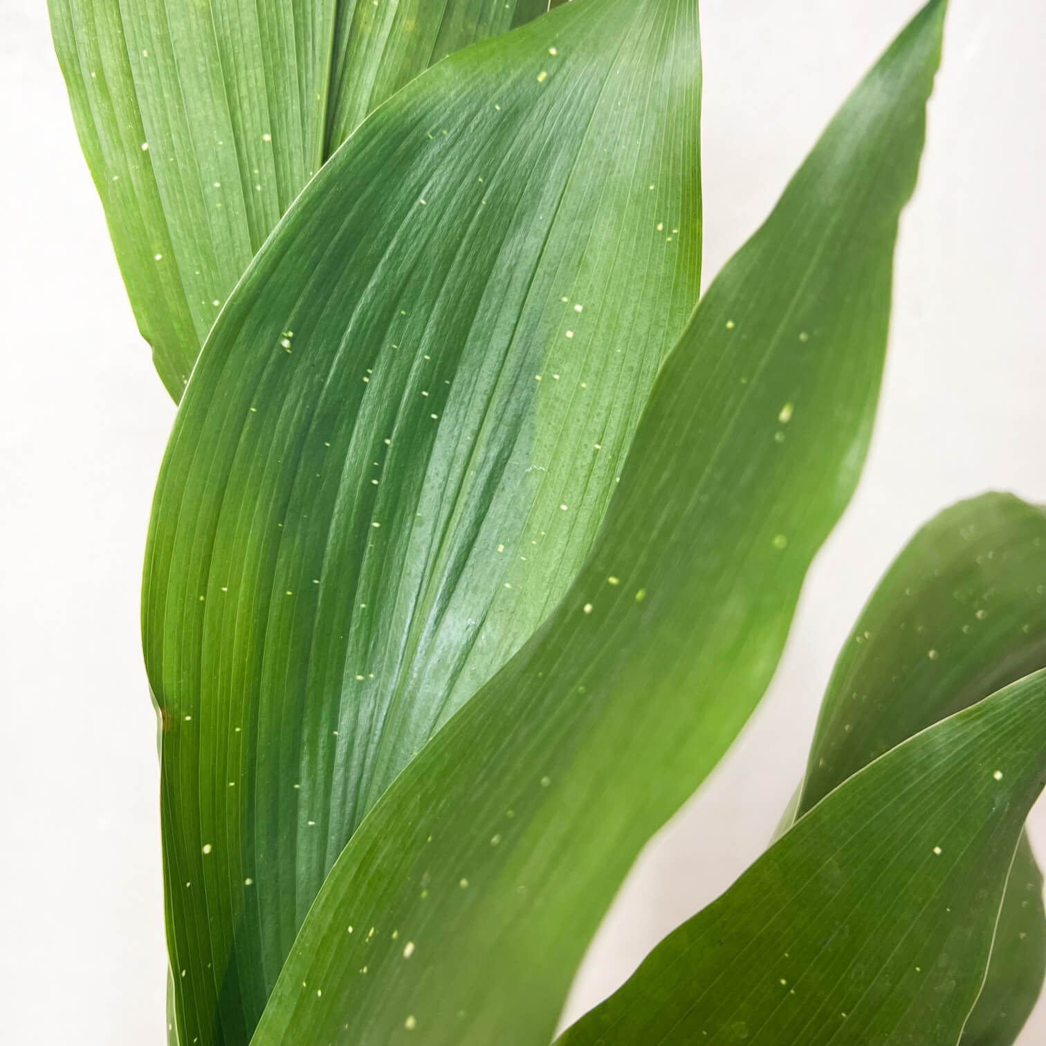 Aspidistra Hoshi