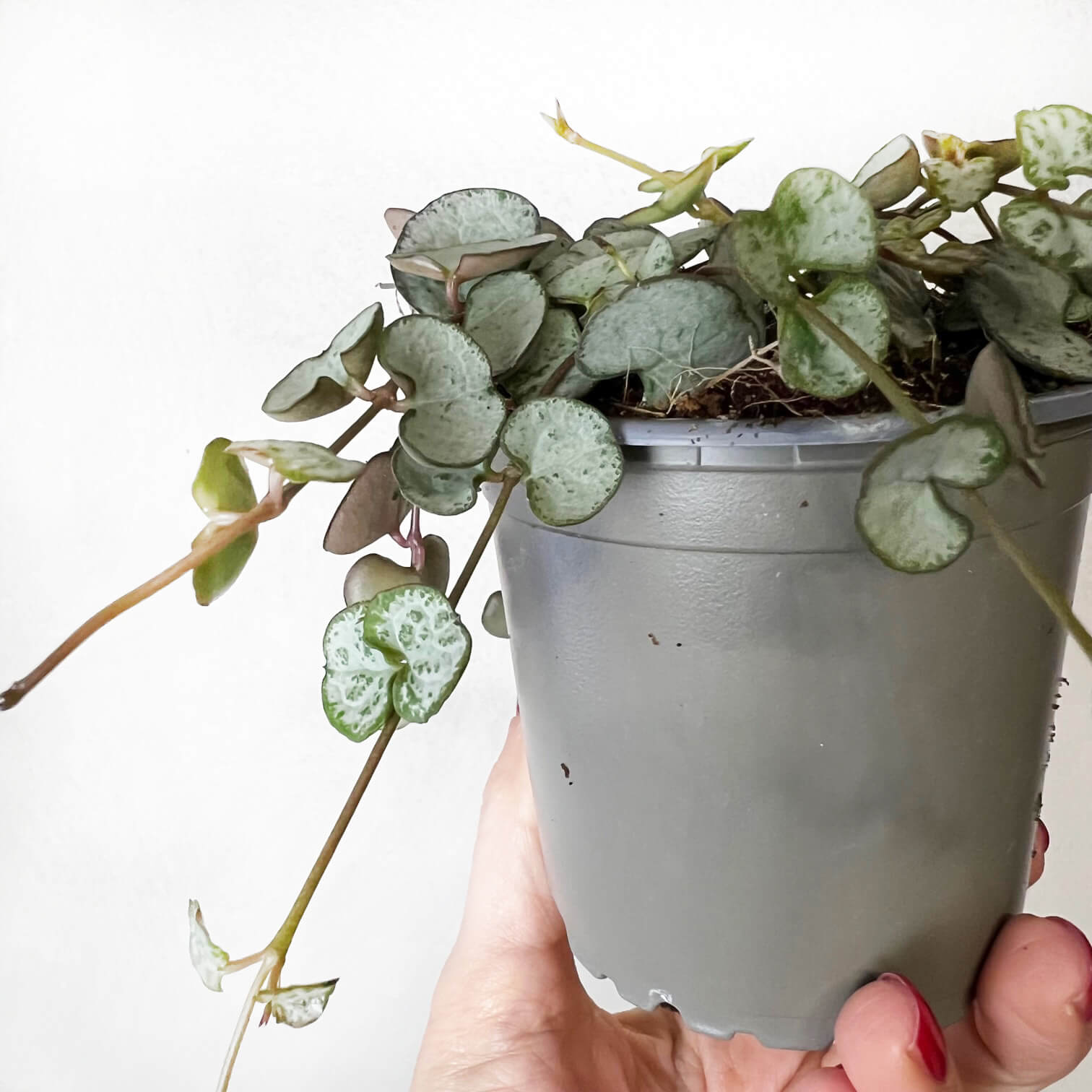 Ceropegia Silver Glory