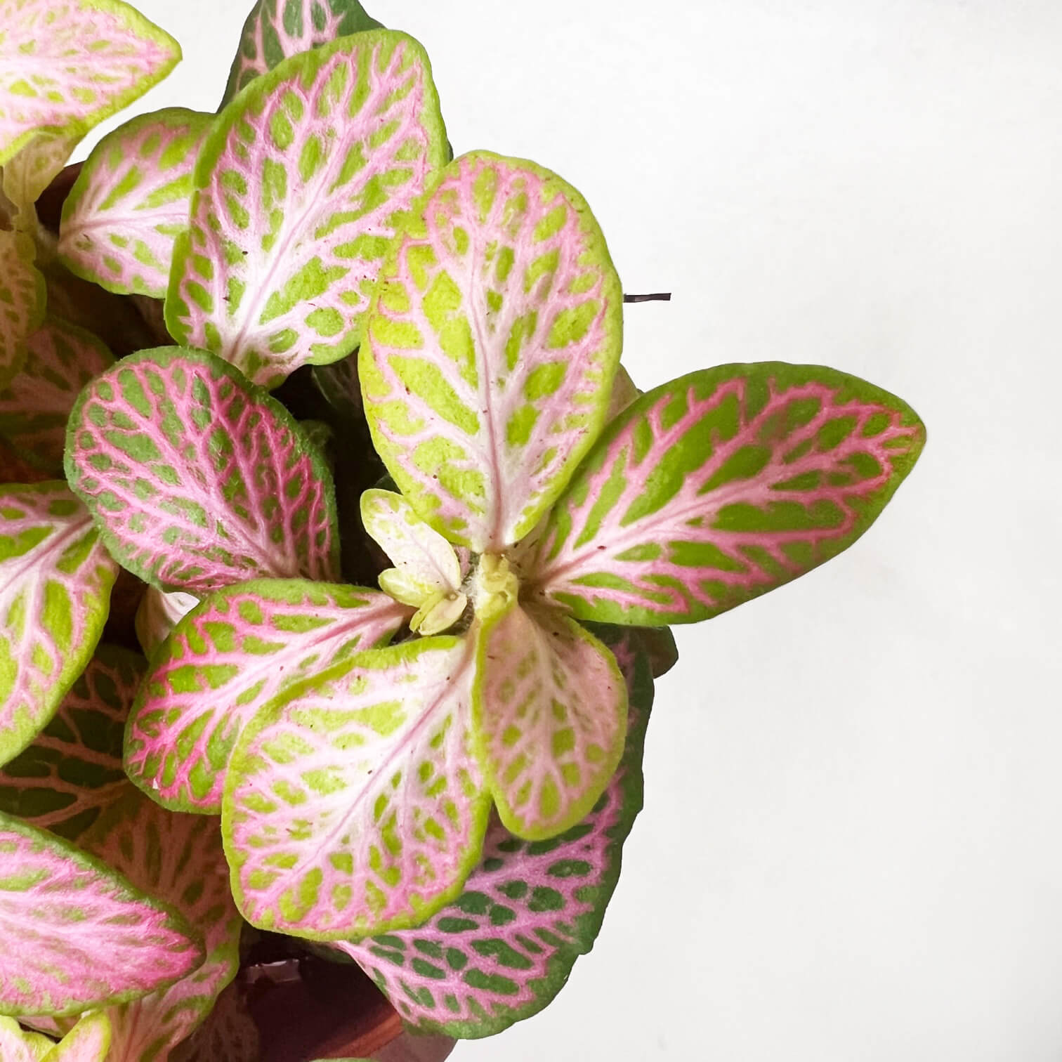 Fittonia Ruby Lime